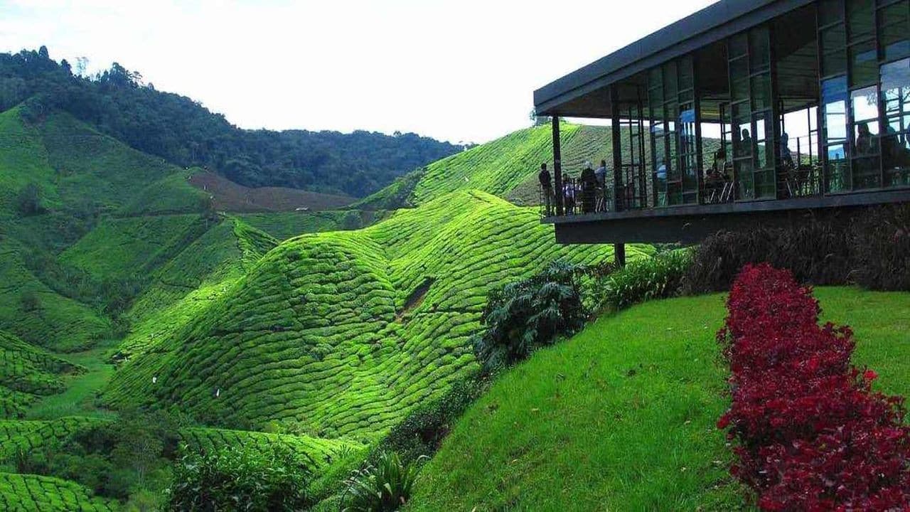 Cameron Highlands Tour from Kuala Lumpur - სურათი 2