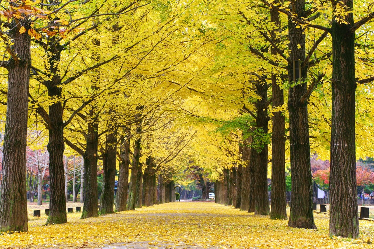 Nami Island, Petite France, Italian Village, and Garden of Morning Calm Tour from Seoul - სურათი 2