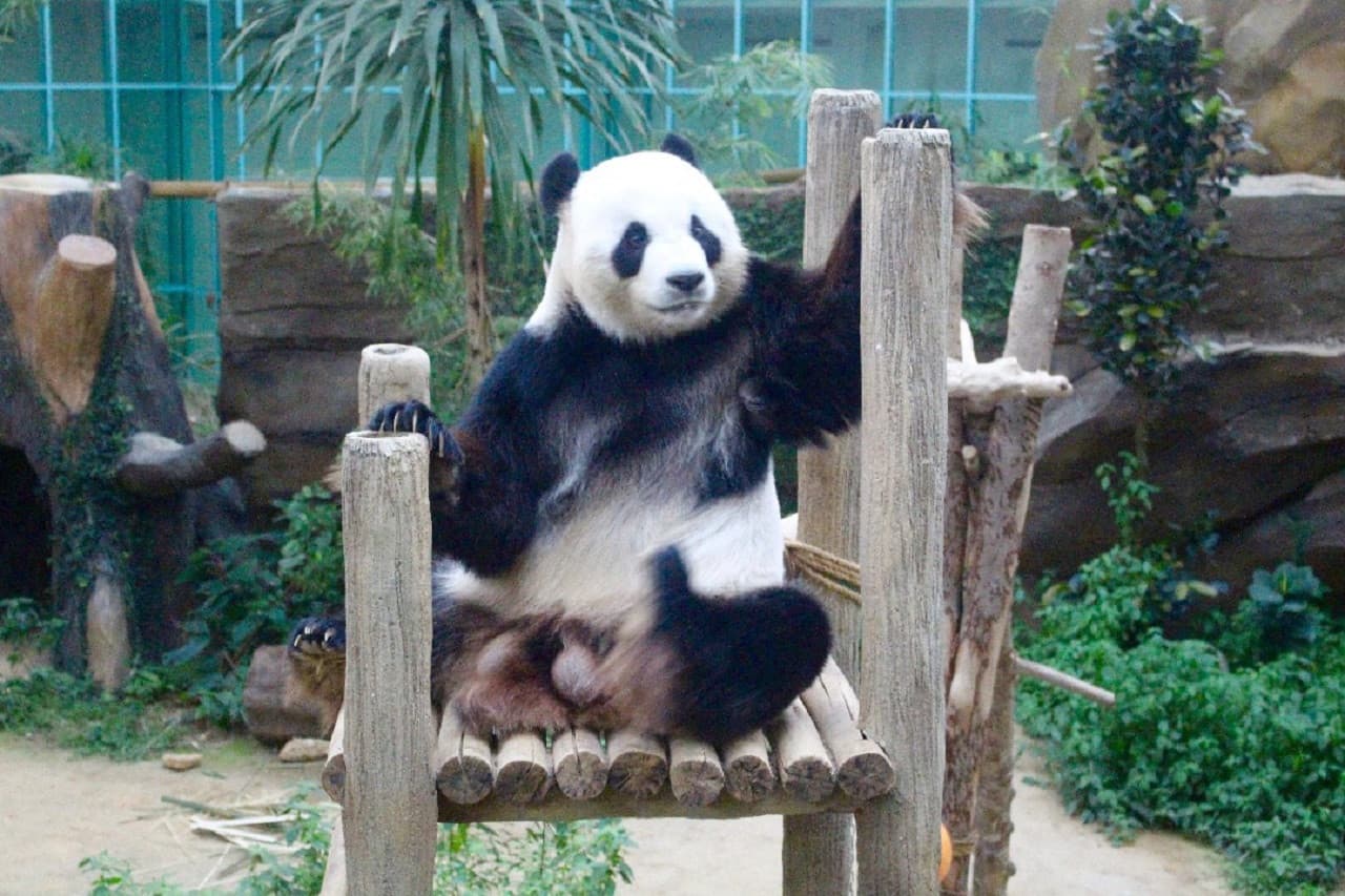 Zoo Negara Malaysia & Panda Conservation Centre Ticket - სურათი 21