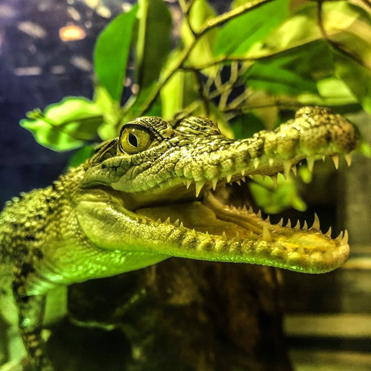 Dubai Aquarium and Underwater Zoo Ticket - სურათი 9