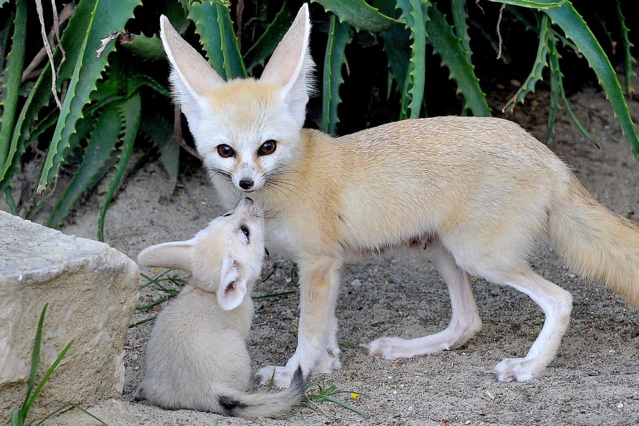 Bioparco: The Zoo of Rome - სურათი 6