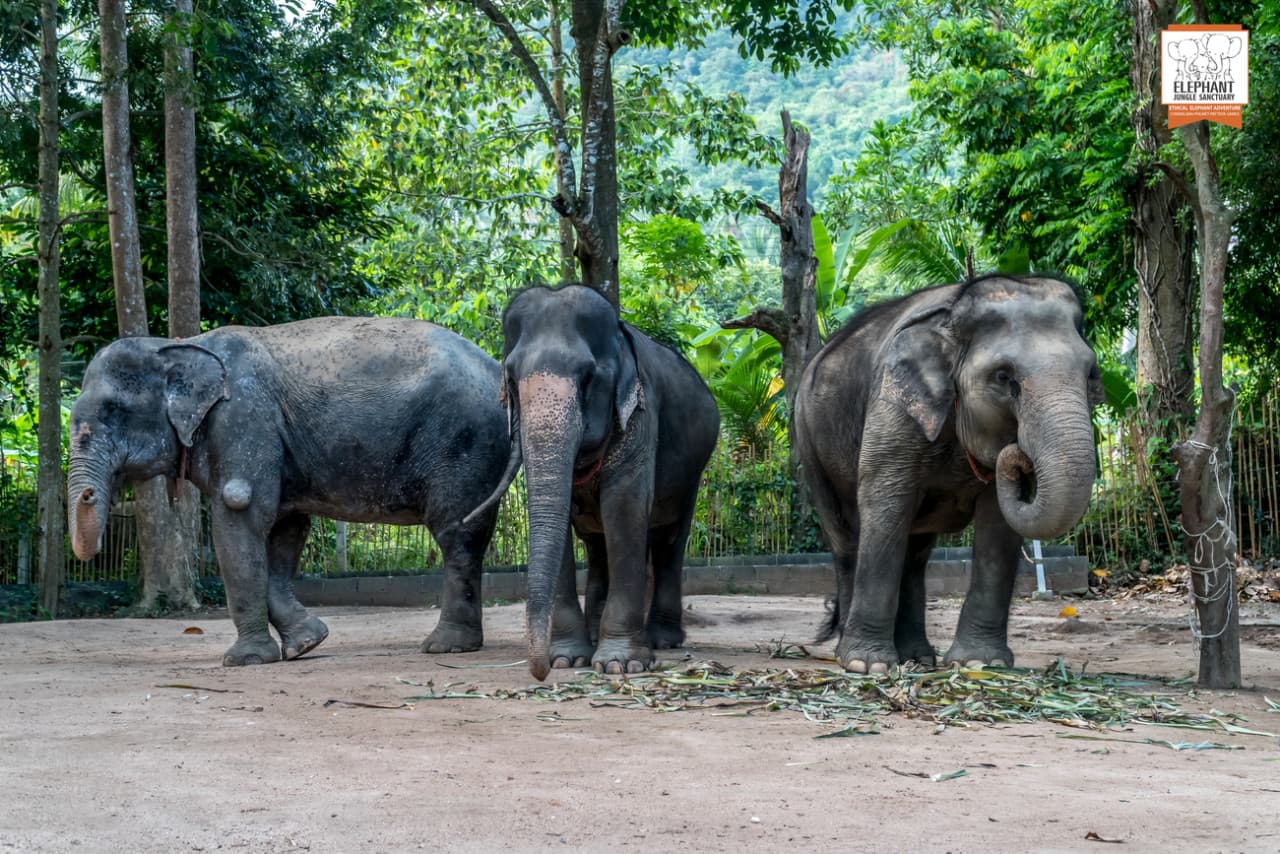 Elephant Jungle Sanctuary Koh Samui - სურათი 4