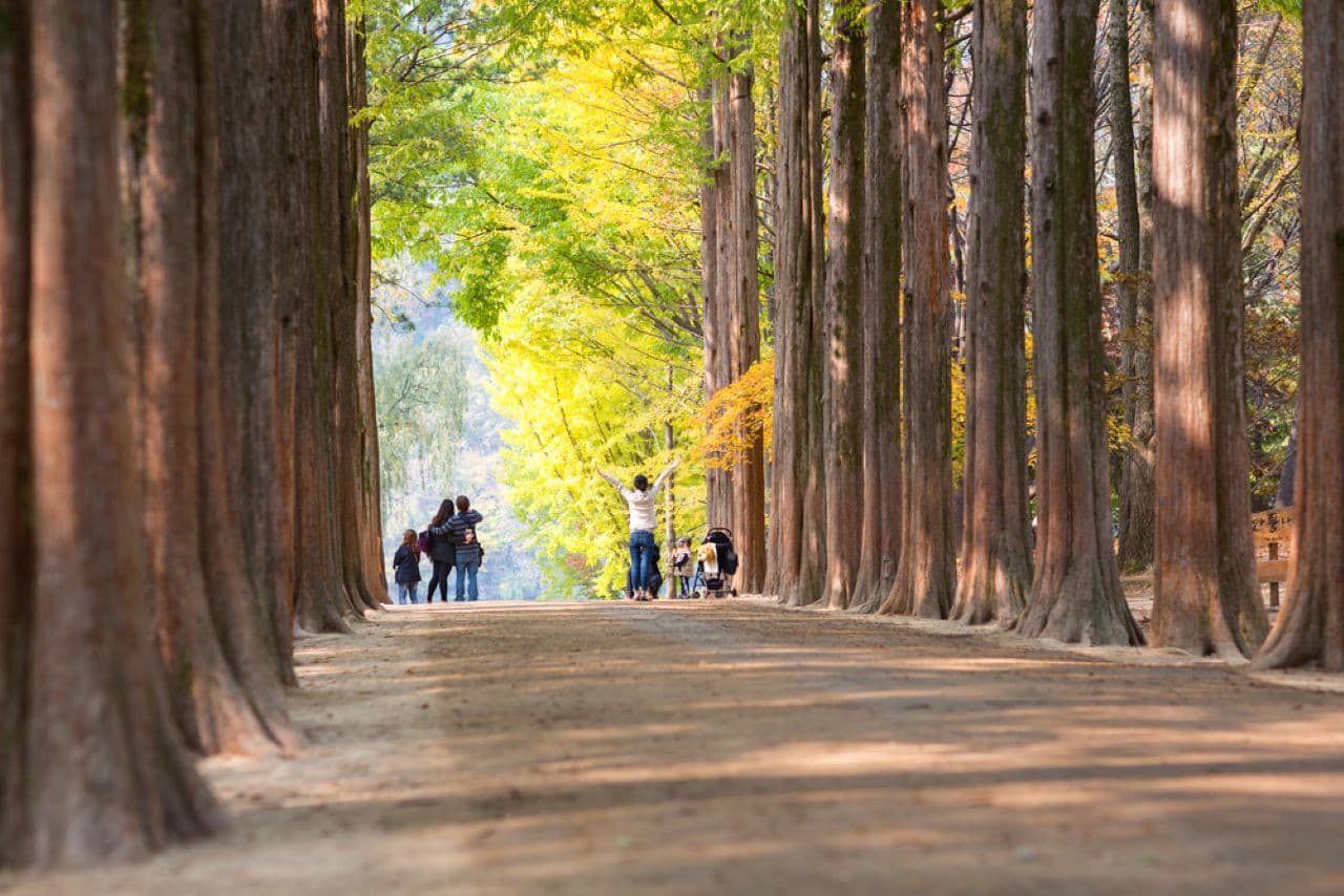Alpaca World, Nami Island, and Garden of Morning Calm Tour from Seoul - სურათი 15