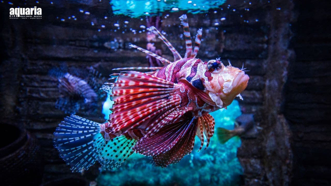 Aquaria KLCC Ticket - სურათი 5