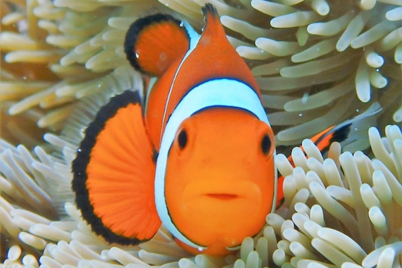 Half-Day Morning Snorkeling Tour with Phantom Island Visit - სურათი 9