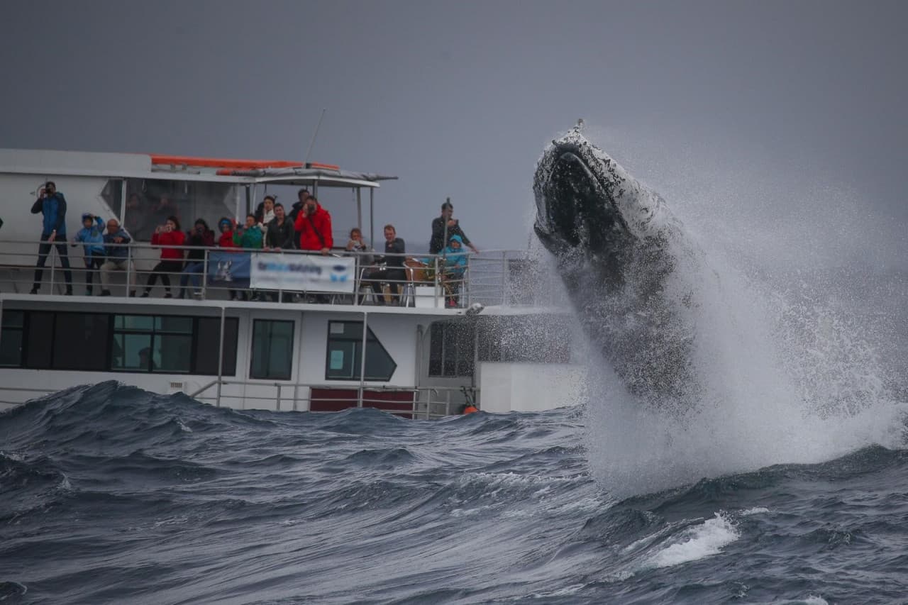 Sydney Whale Watching Cruise with Breakfast or Lunch with Sydney Princess Cruises - სურათი 9