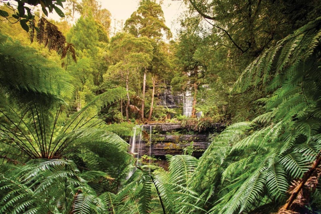 Russell Falls Tour from Hobart - სურათი 9