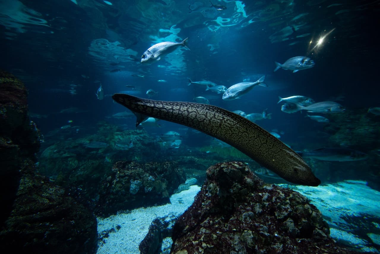 Barcelona Aquarium Ticket - სურათი 8