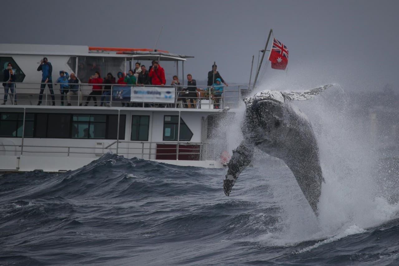 Sydney Whale Watching Cruise with Breakfast or Lunch with Sydney Princess Cruises - სურათი 8
