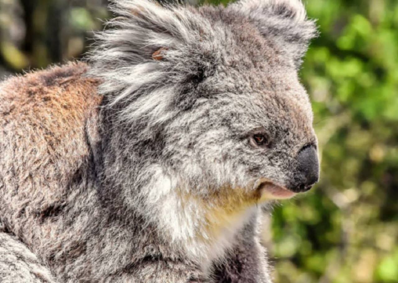 Phillip Island Nature Parks - Three-Park Pass - სურათი 6