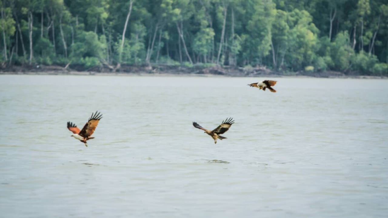 Eagle Watching Experience in Kuala Selangor - მთავარი სურათი