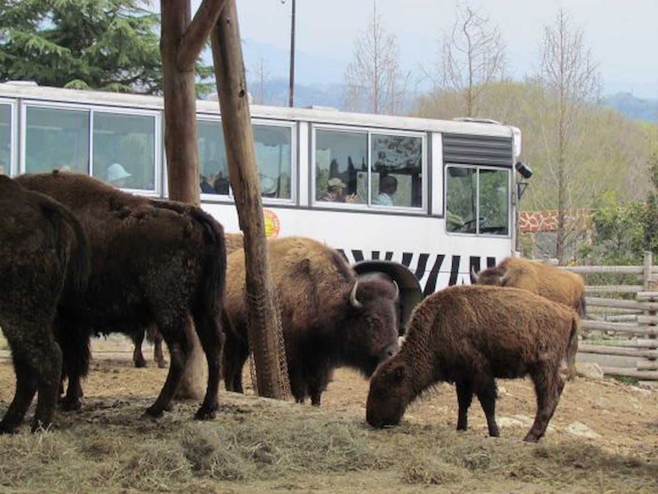 Gunma Safari Park Ticket - სურათი 7