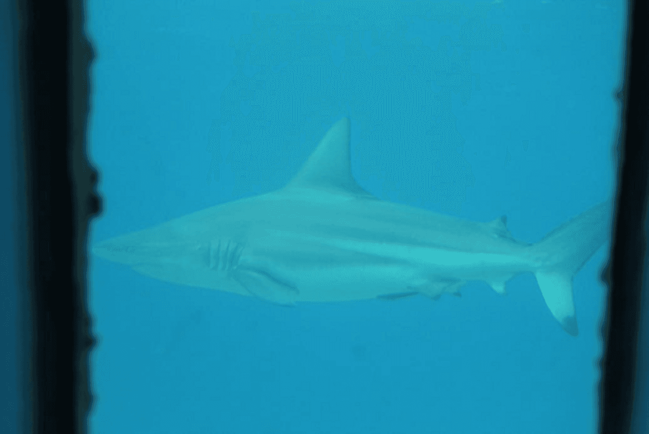 Okinawa Miyakojima Undersea Park - სურათი 12