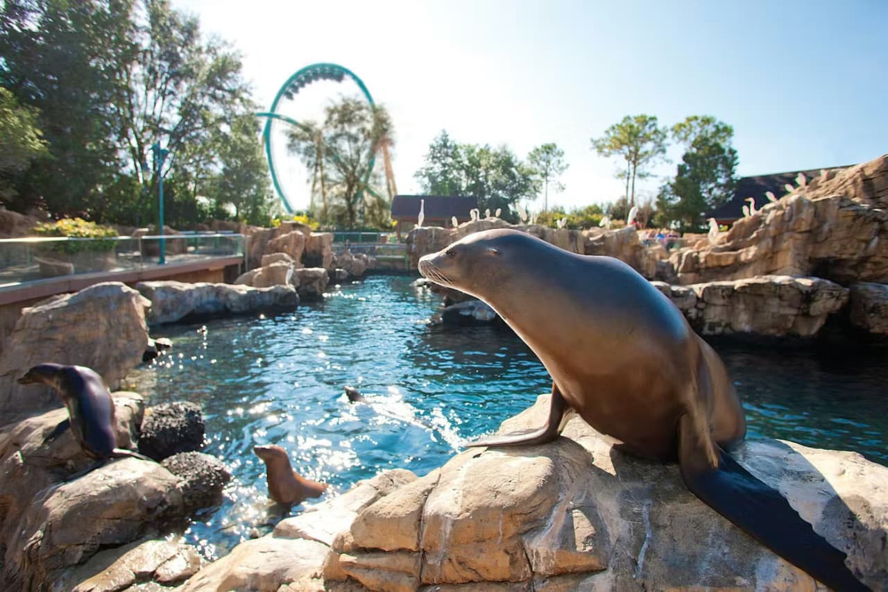 SeaWorld Orlando Ticket: Direct Entry + Optional All-Day Dining Deal + Multi-Park Discount Ticket - სურათი 14