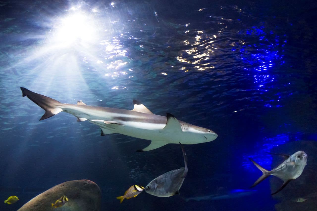 SEA LIFE Oberhausen Aquarium Ticket - სურათი 3
