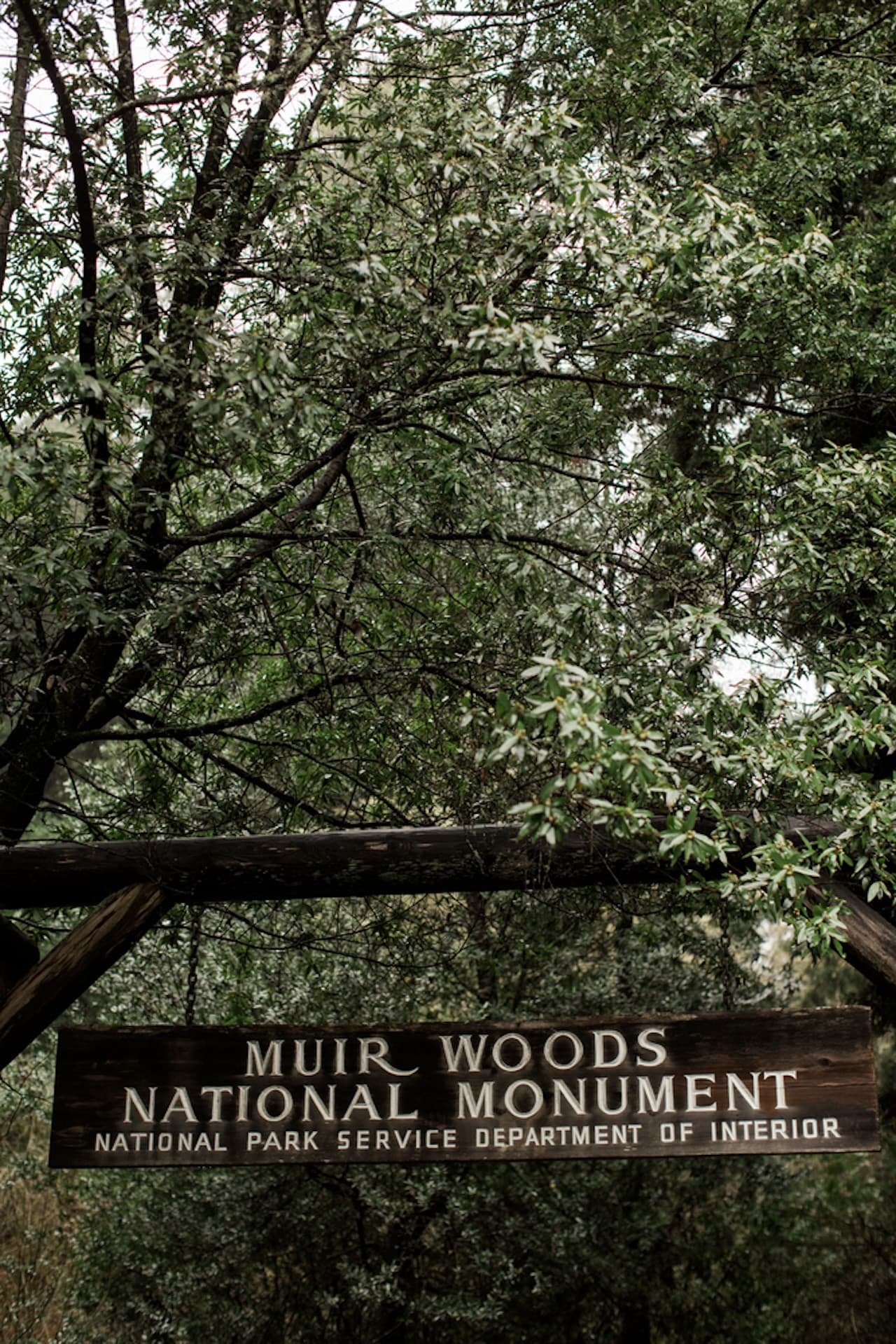 Muir Woods and Sausalito Tour from San Francisco - სურათი 4