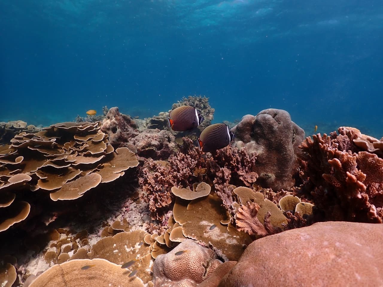 Raya Noi, Raya Yai, and Maiton Island Snorkelling Tour from Phuket - სურათი 14