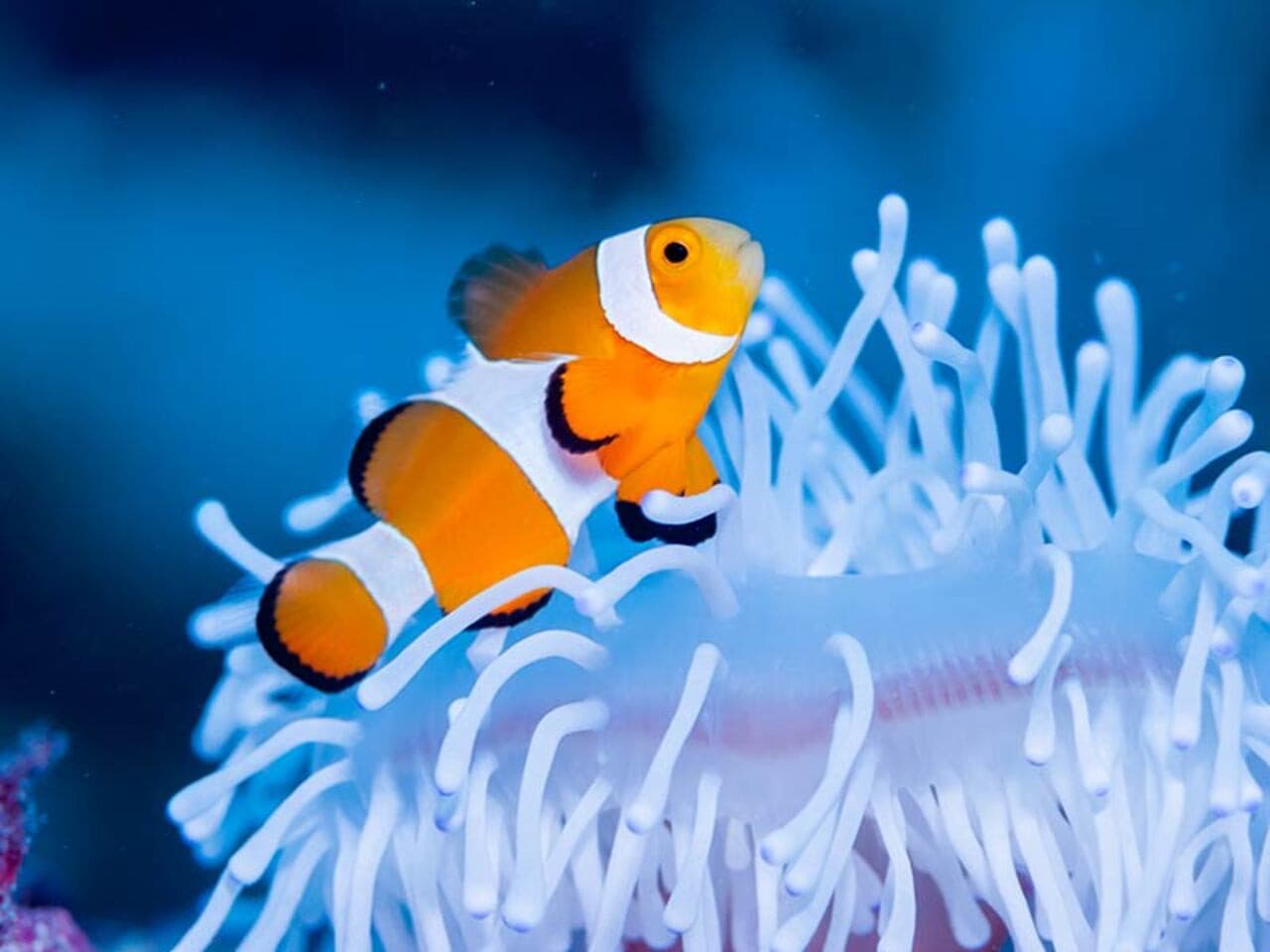 Okinawa Miyakojima Undersea Park - სურათი 8