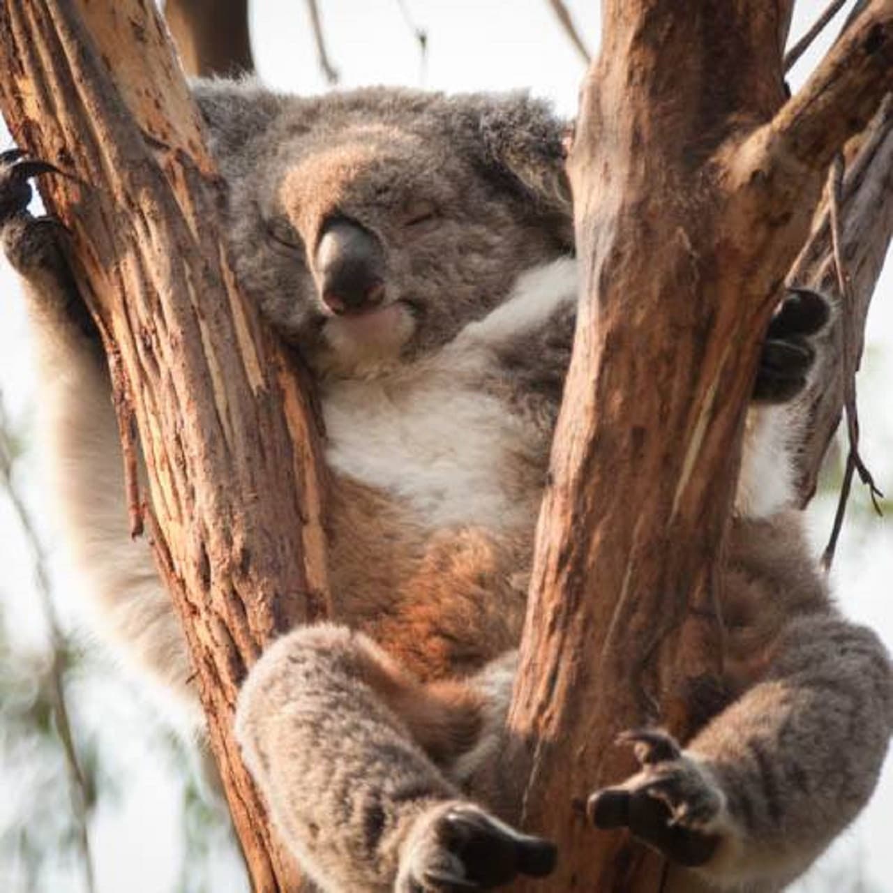 Phillip Island Nature Parks - Three-Park Pass - სურათი 12