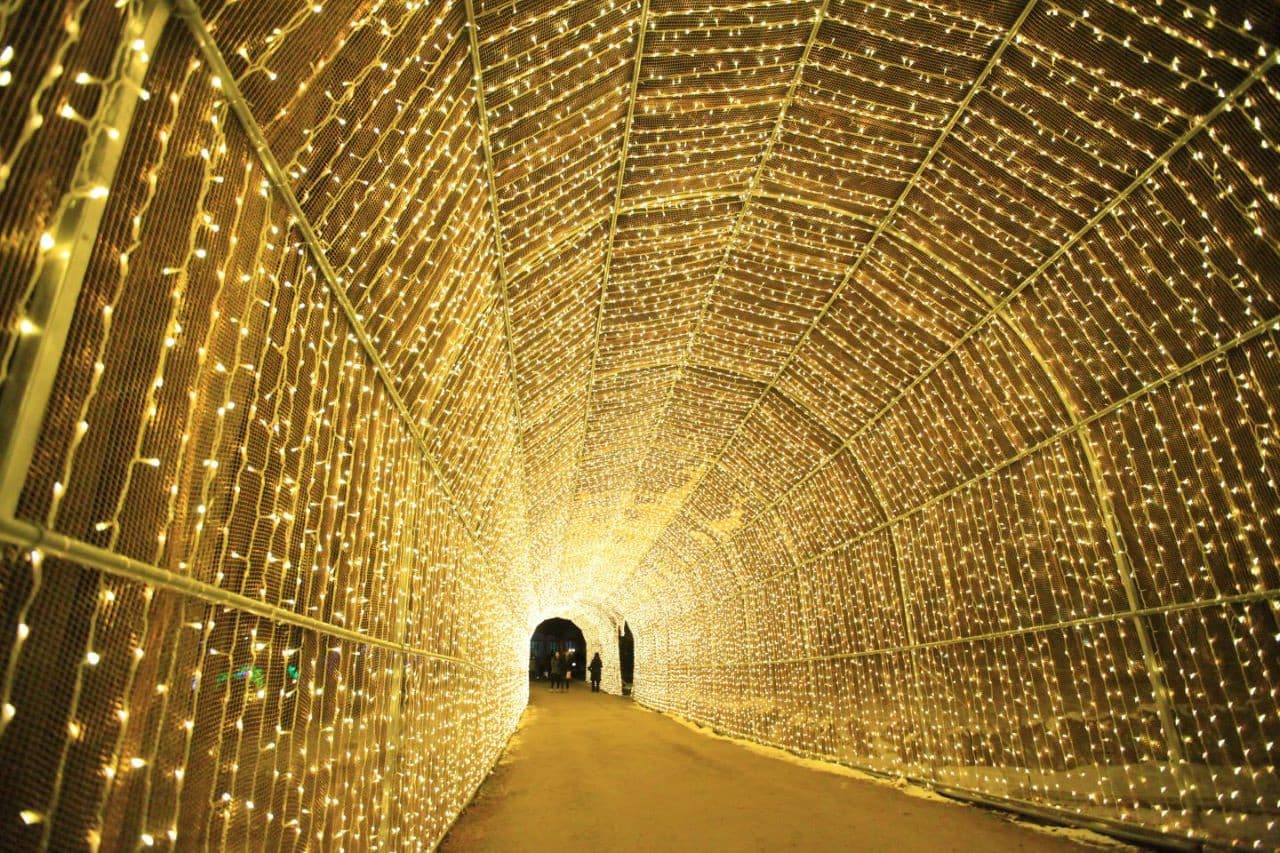 Alpaca World, Nami Island, and Garden of Morning Calm Tour from Seoul - სურათი 11