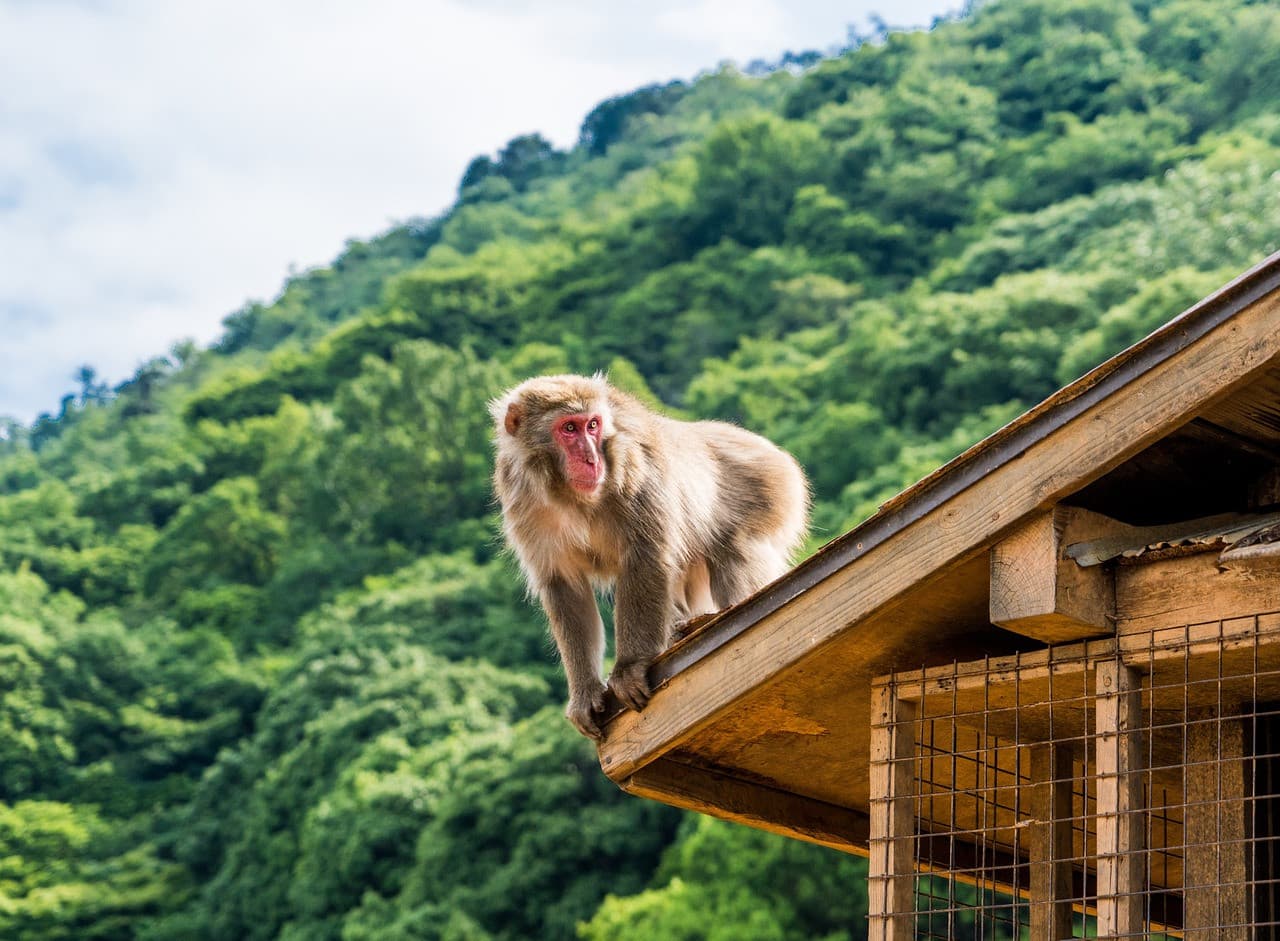 Sagano Bamboo Grove and Arashiyama Half-Day Walking Tour - სურათი 6