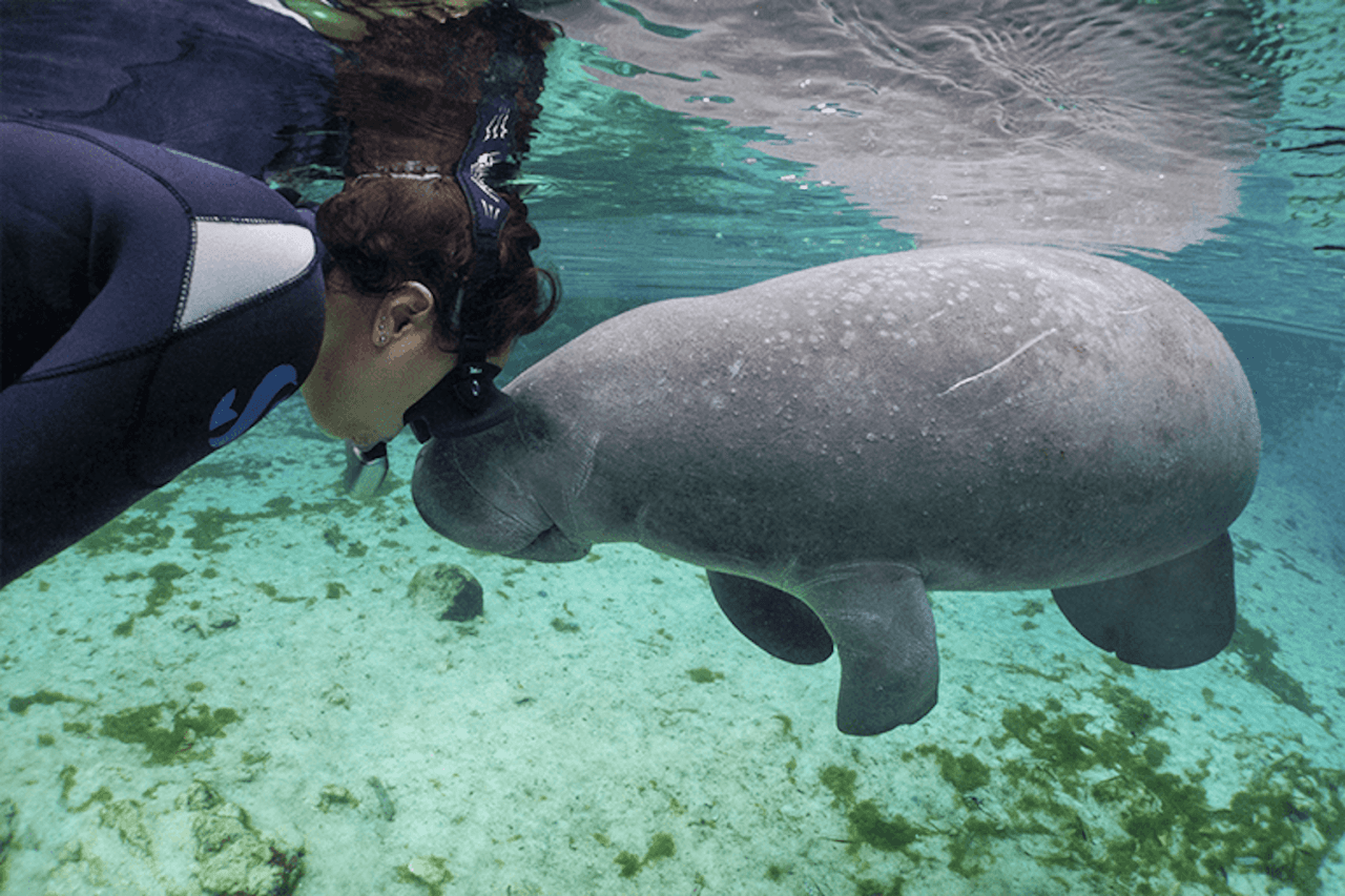Florida Nature Coast Tour: Crystal River with Manatees Snorkelling, Homosassa State Park - სურათი 2
