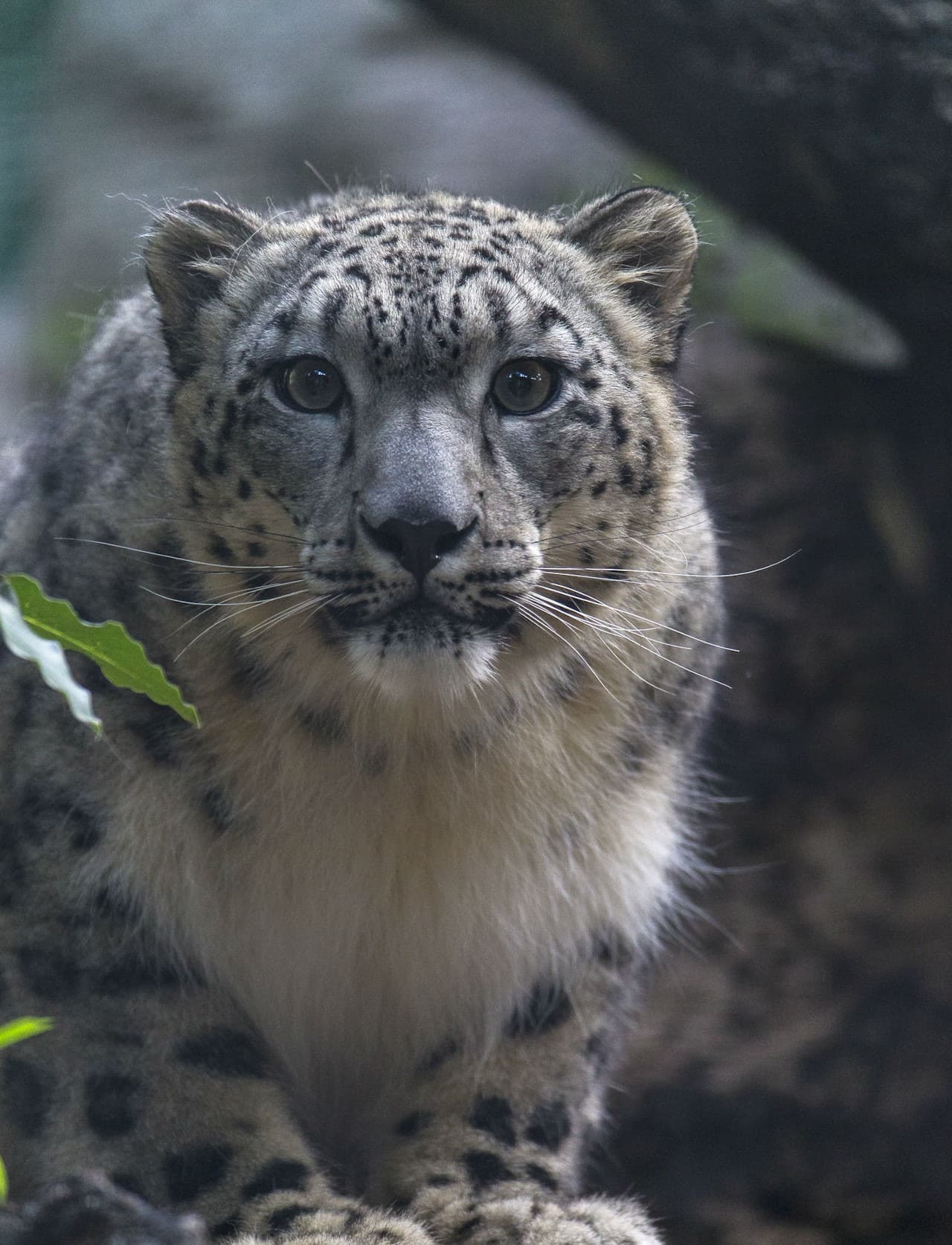 San Diego Zoo - სურათი 10