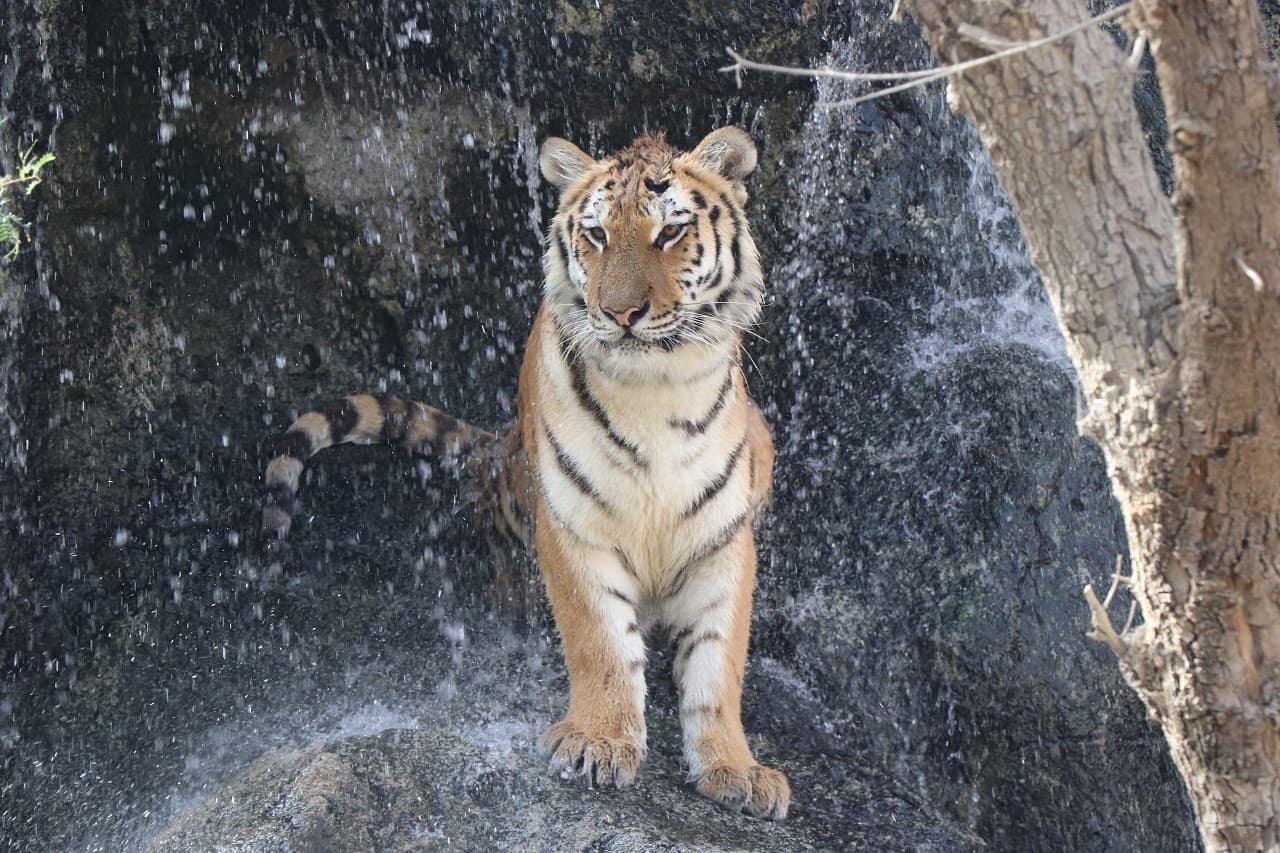 Emirates Park Zoo Ticket - მთავარი სურათი