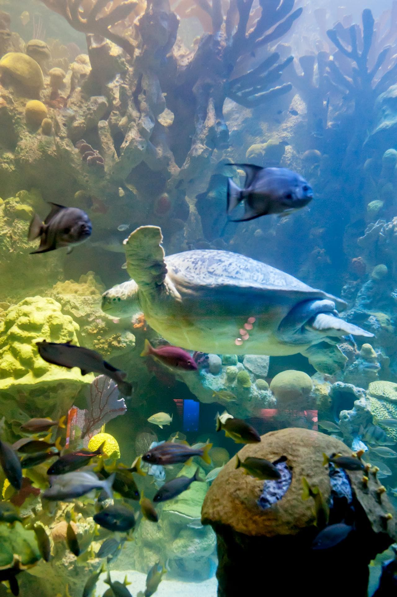 New England Aquarium Ticket - სურათი 8
