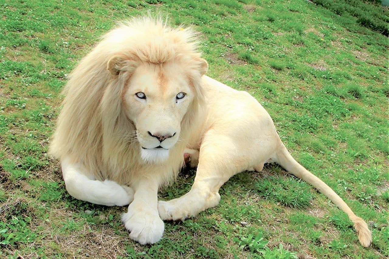 Nasu Safari Park Ticket - სურათი 4