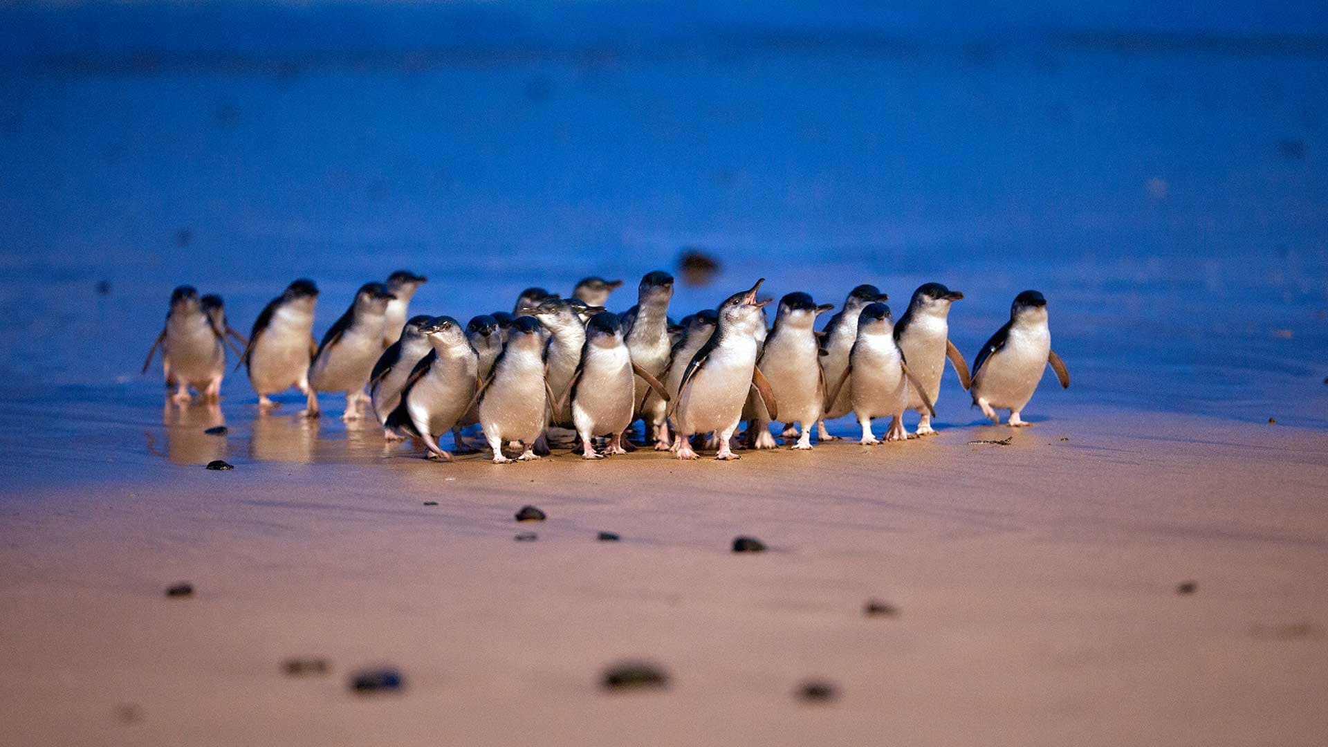 Phillip Island Nature Parks - Penguin Parade Ticket - მთავარი სურათი