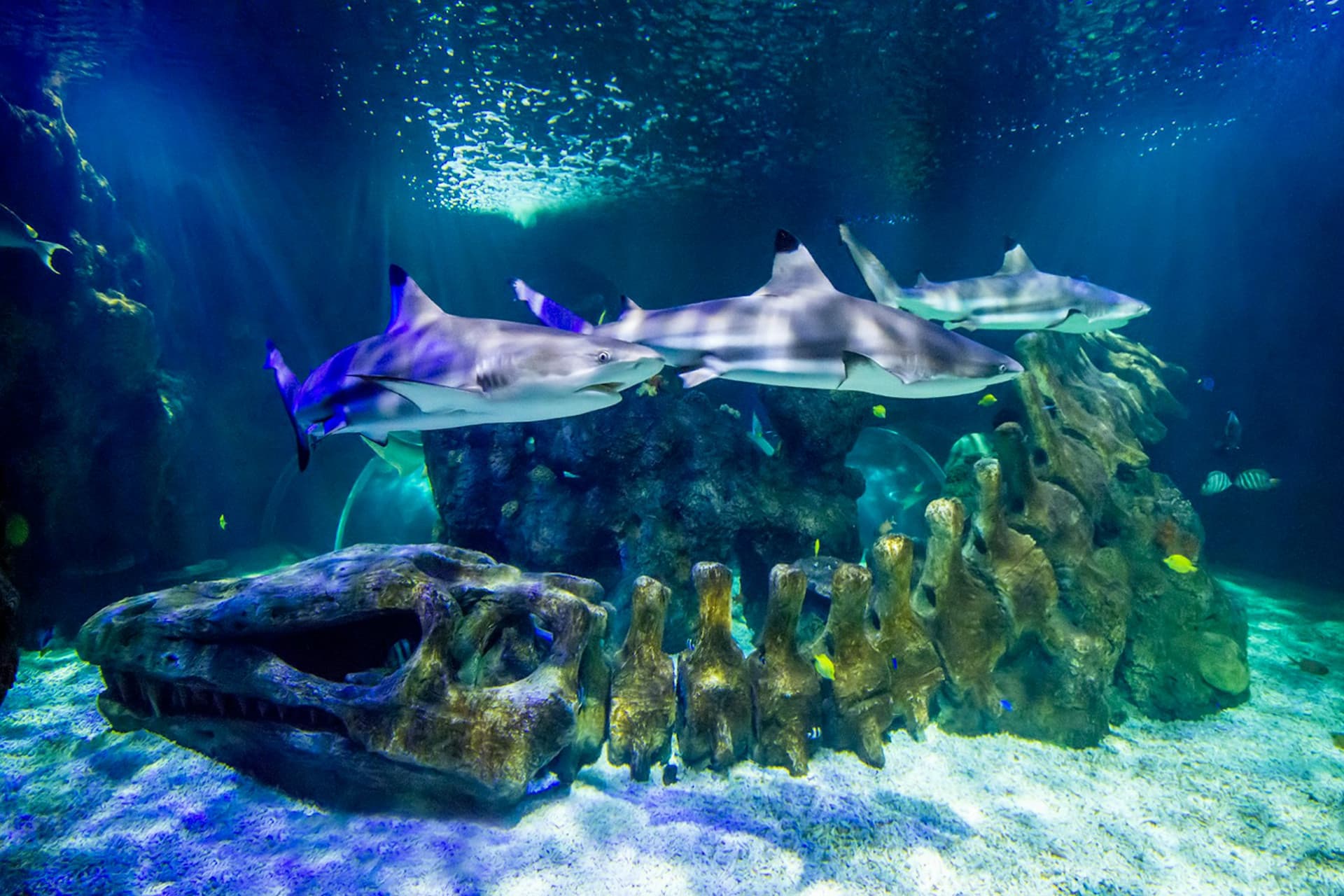 SEA LIFE Benalmádena Ticket - სურათი 4