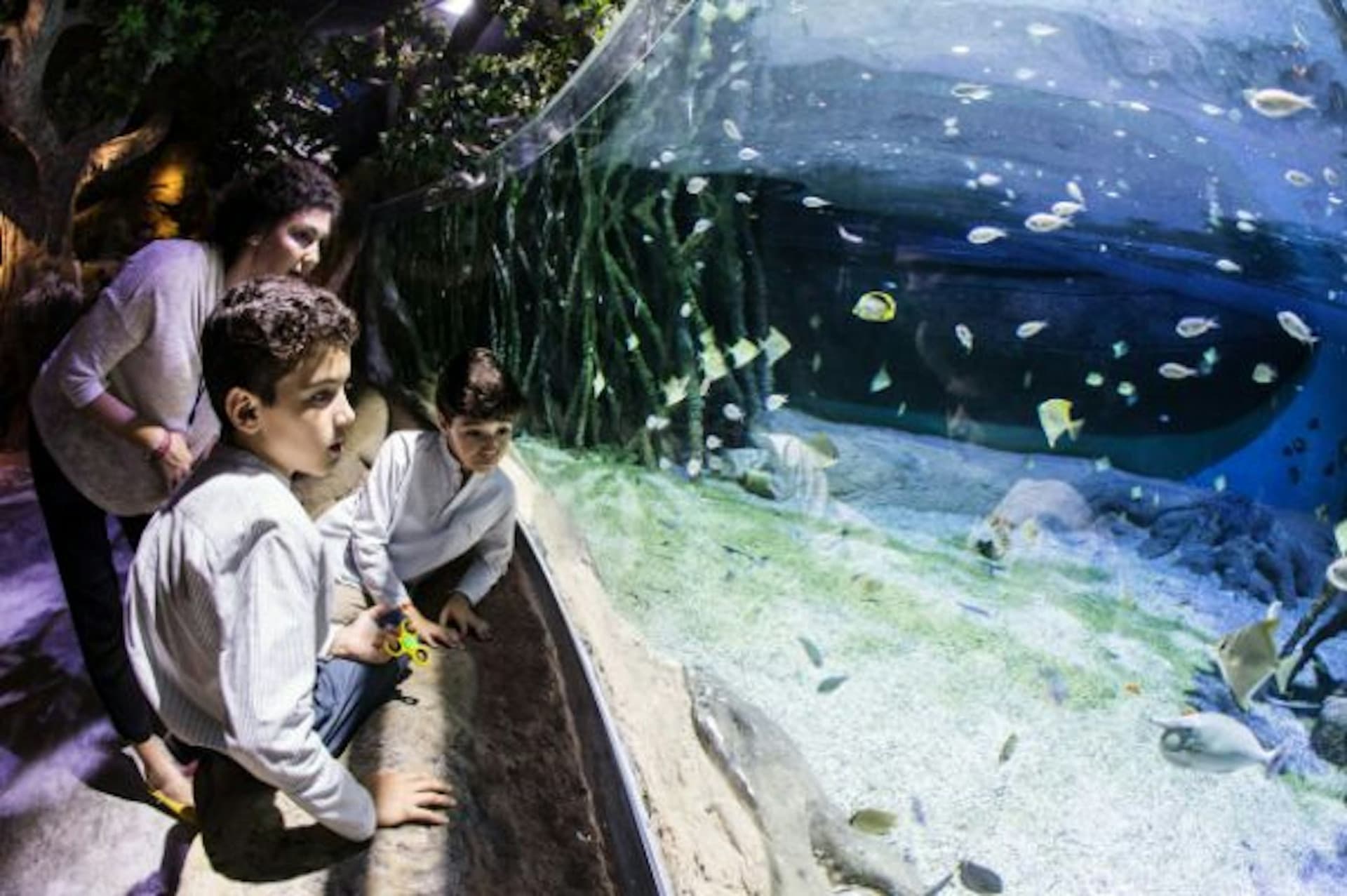 Seville Aquarium Ticket - სურათი 14