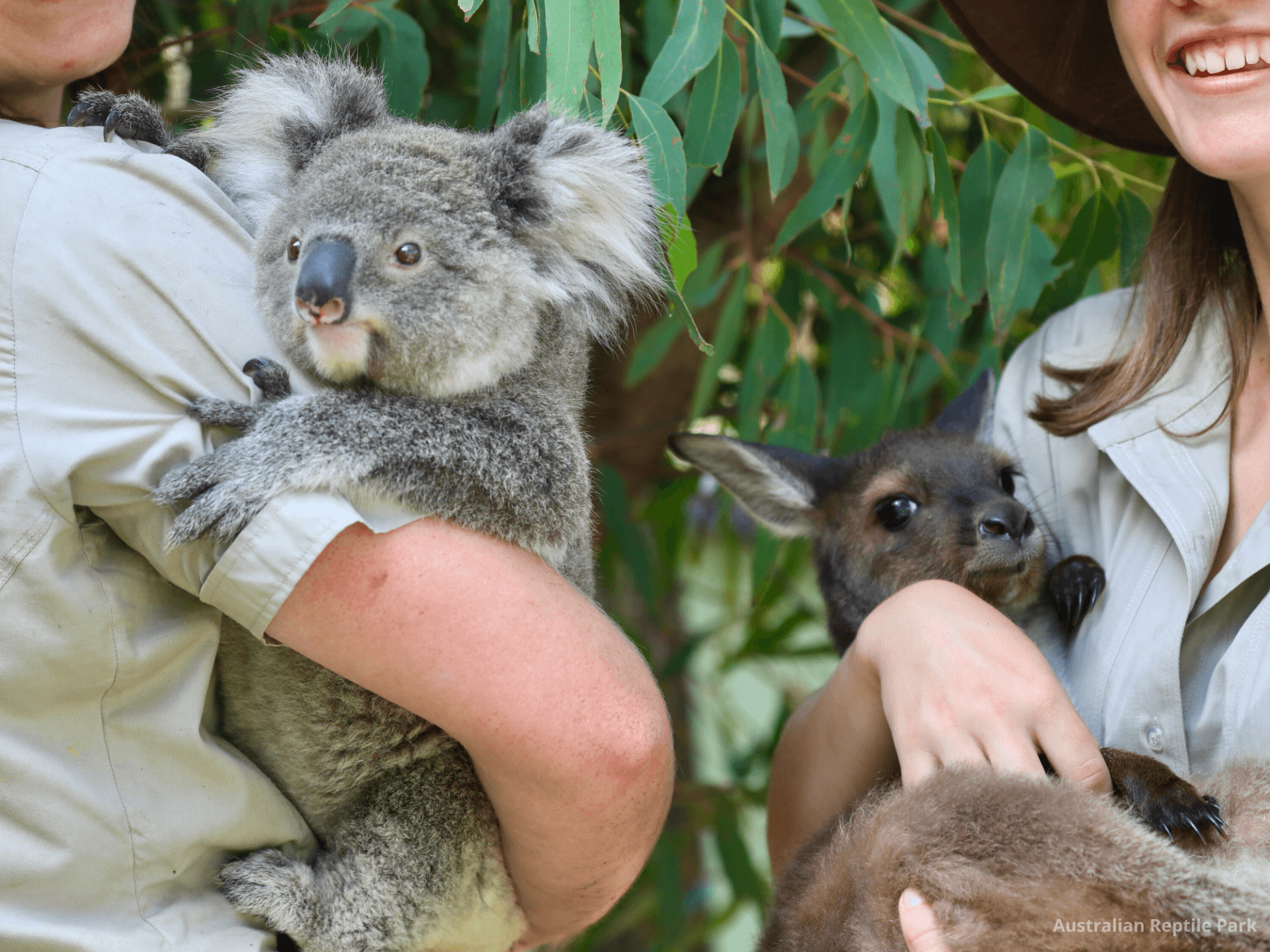 Australian Reptile Park - სურათი 21