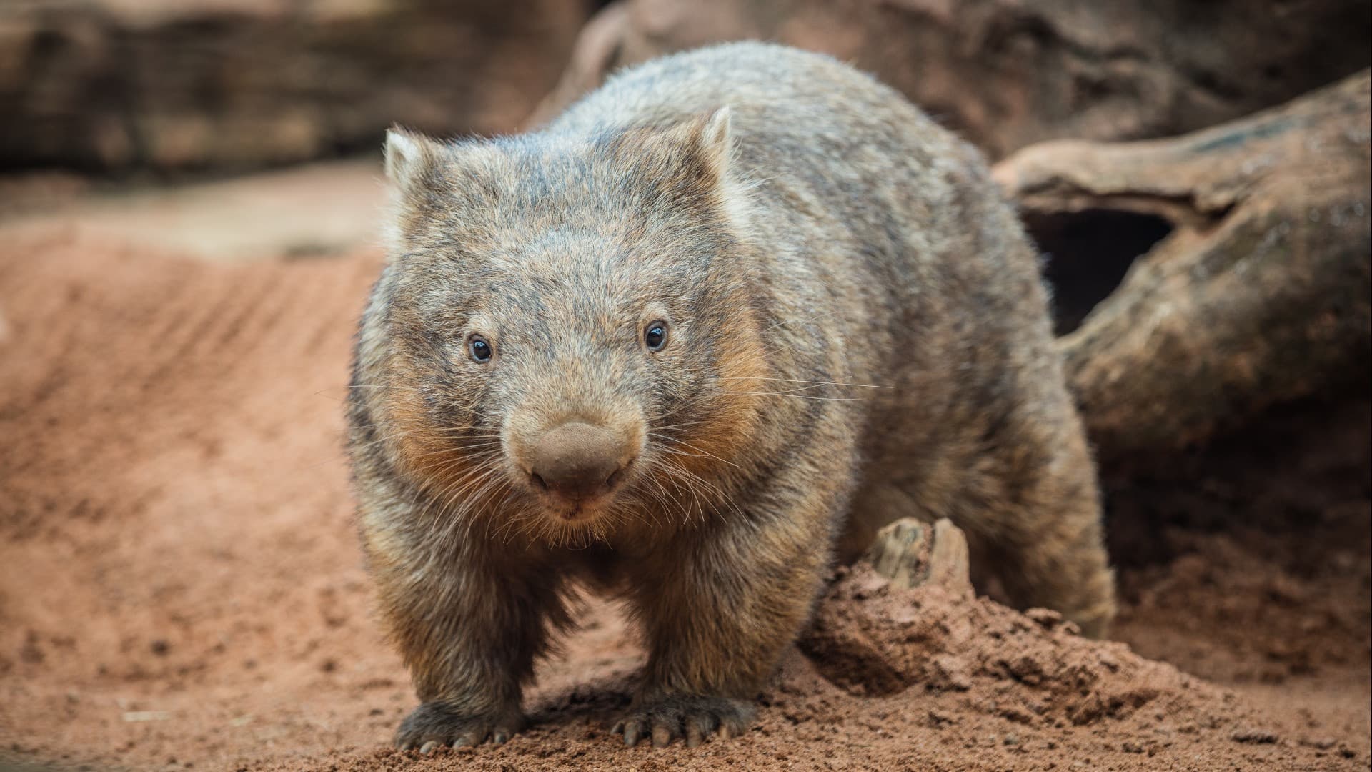 COMBO: WILD LIFE Sydney Zoo Ticket + Captain Cook Hop-on Hop-off Cruise - სურათი 4