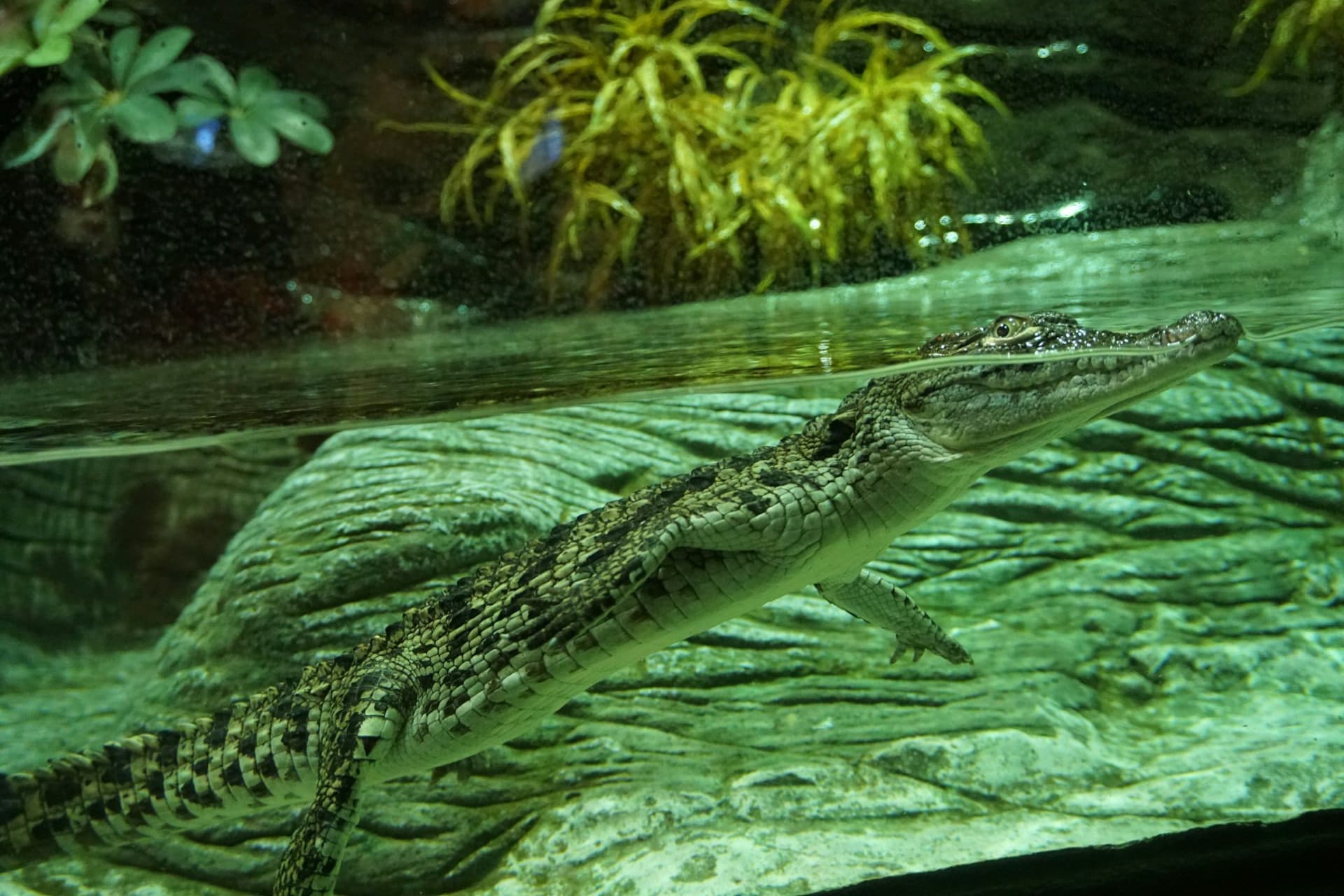 Seville Aquarium Ticket - სურათი 8