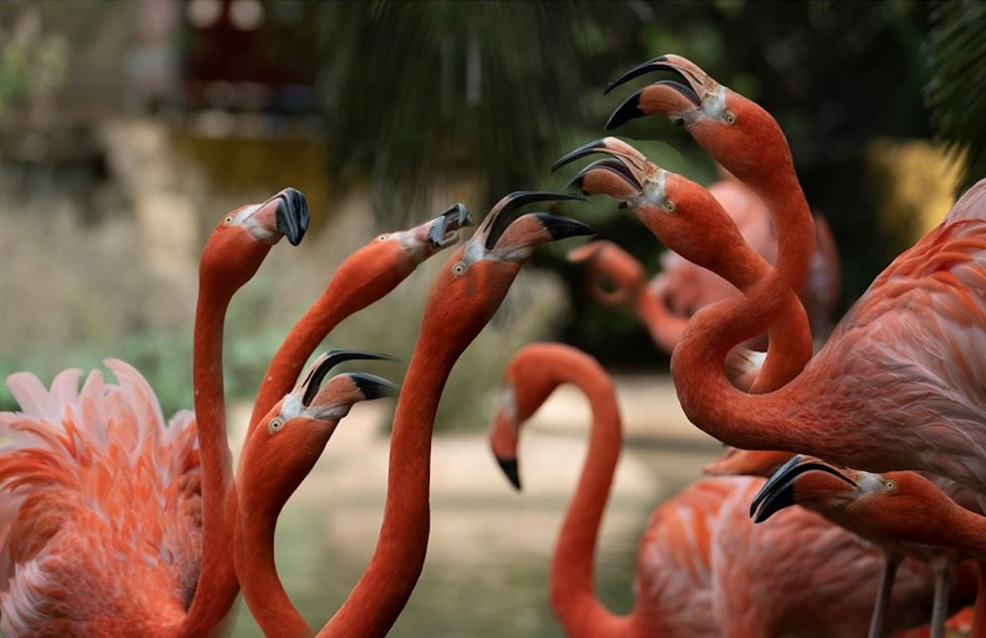 Lagos Zoo Ticket - სურათი 3