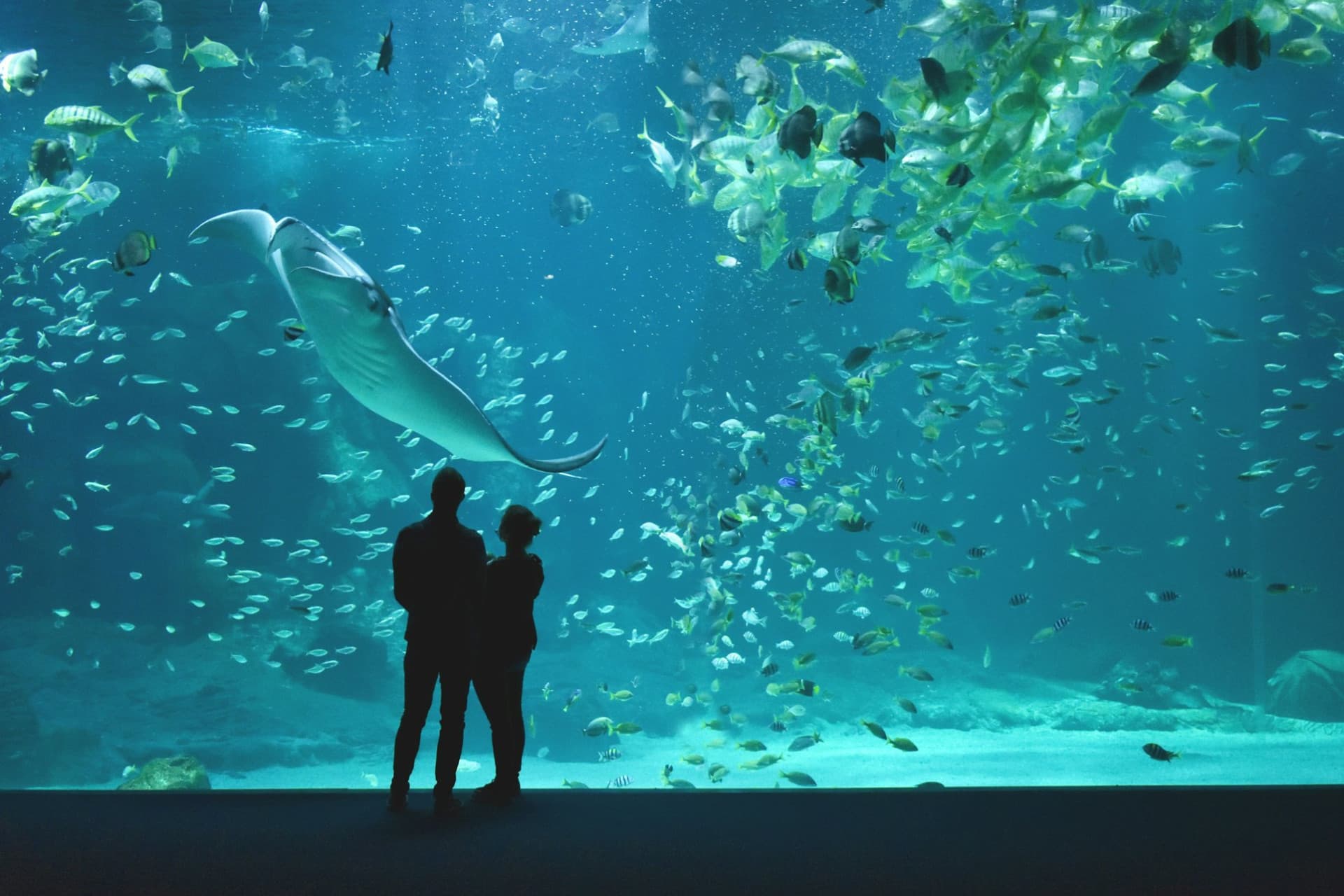 Nausicaa: Skip The Line Ticket - სურათი 10