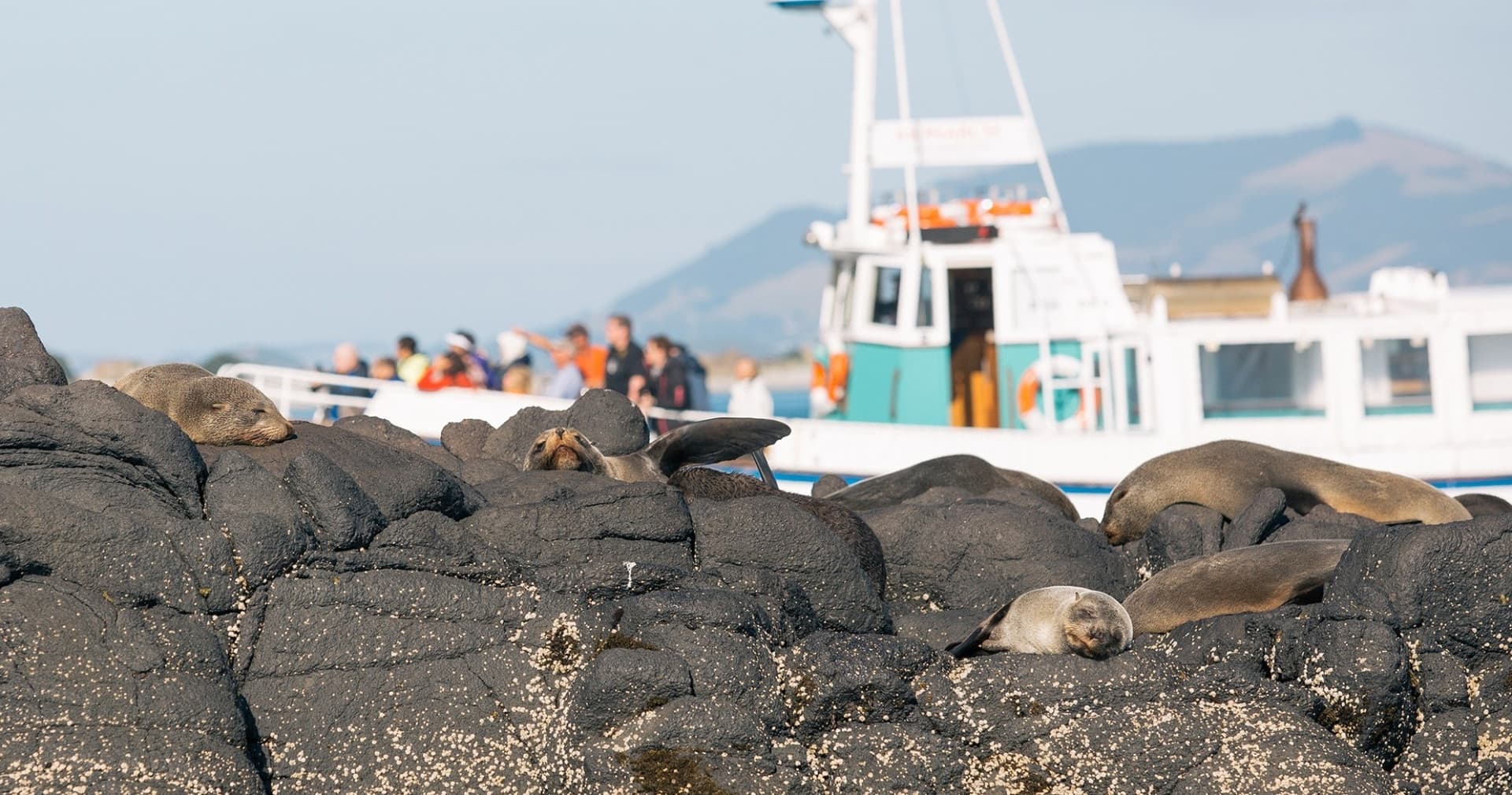 Monarch Wildlife Cruise and Peninsula Encounter Tour - სურათი 3