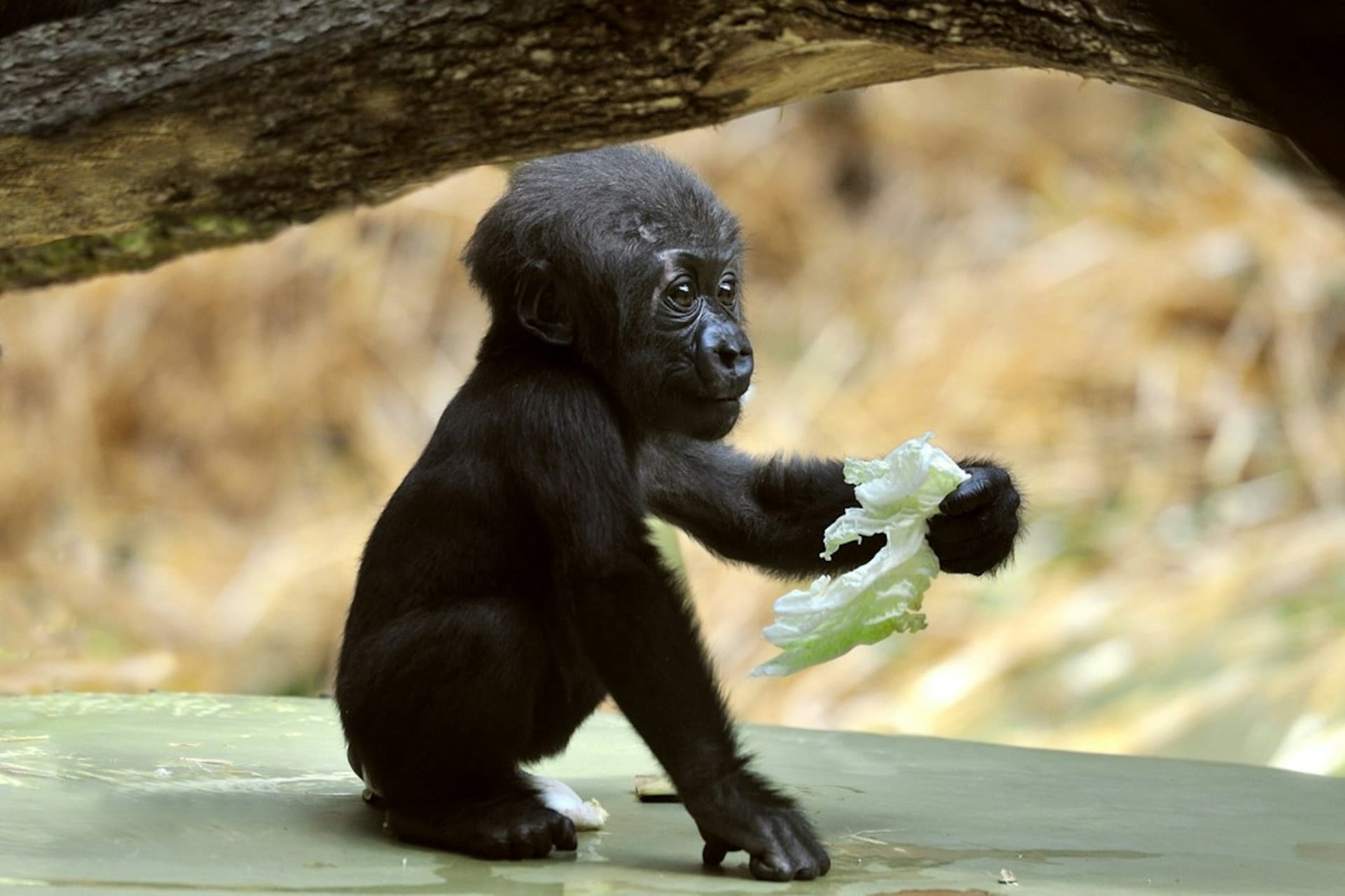 Cologne Zoo & Aquarium Ticket - სურათი 9