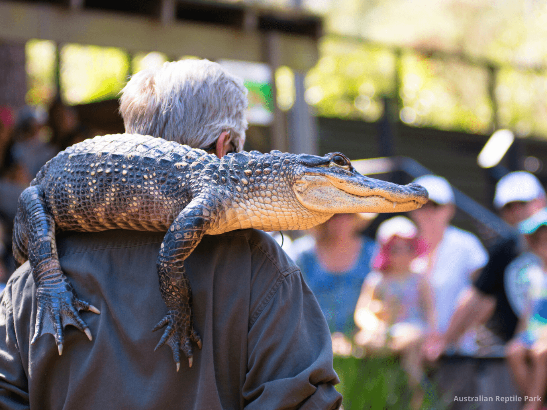 Australian Reptile Park - მთავარი სურათი
