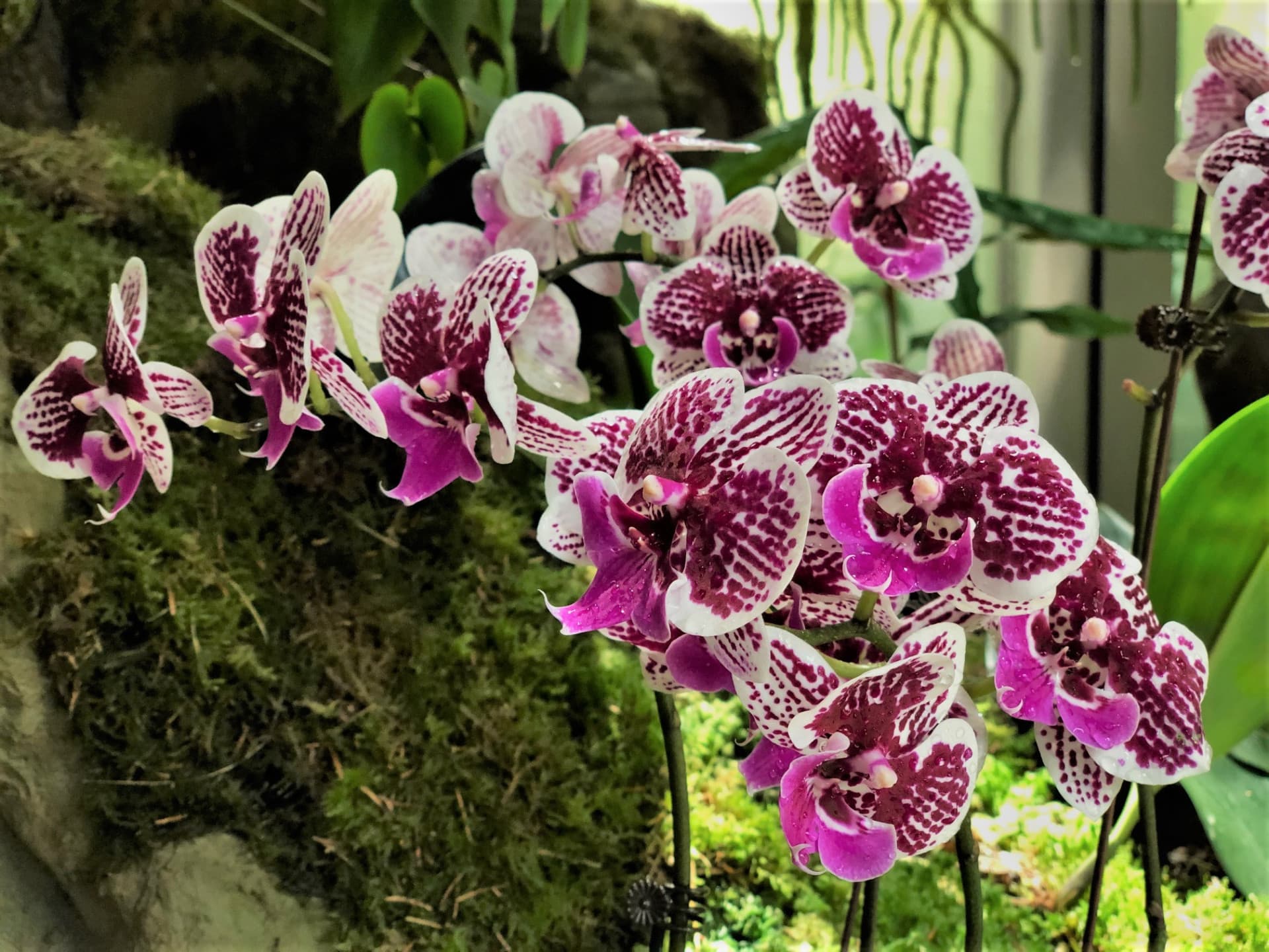 COMBO: Gardens by the Bay - Floral Fantasy + National Orchid Garden - სურათი 4