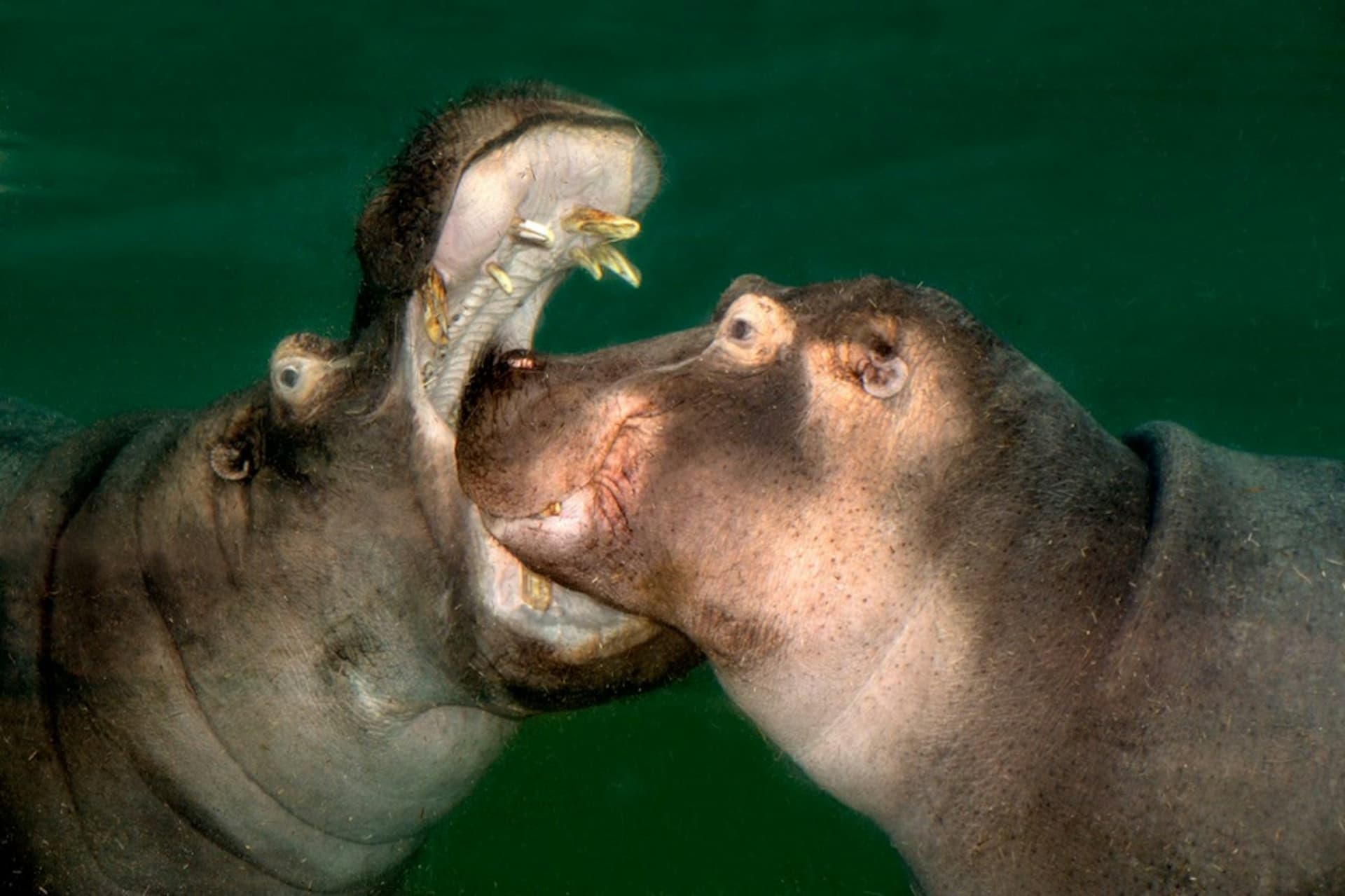 Cologne Zoo & Aquarium Ticket - სურათი 5