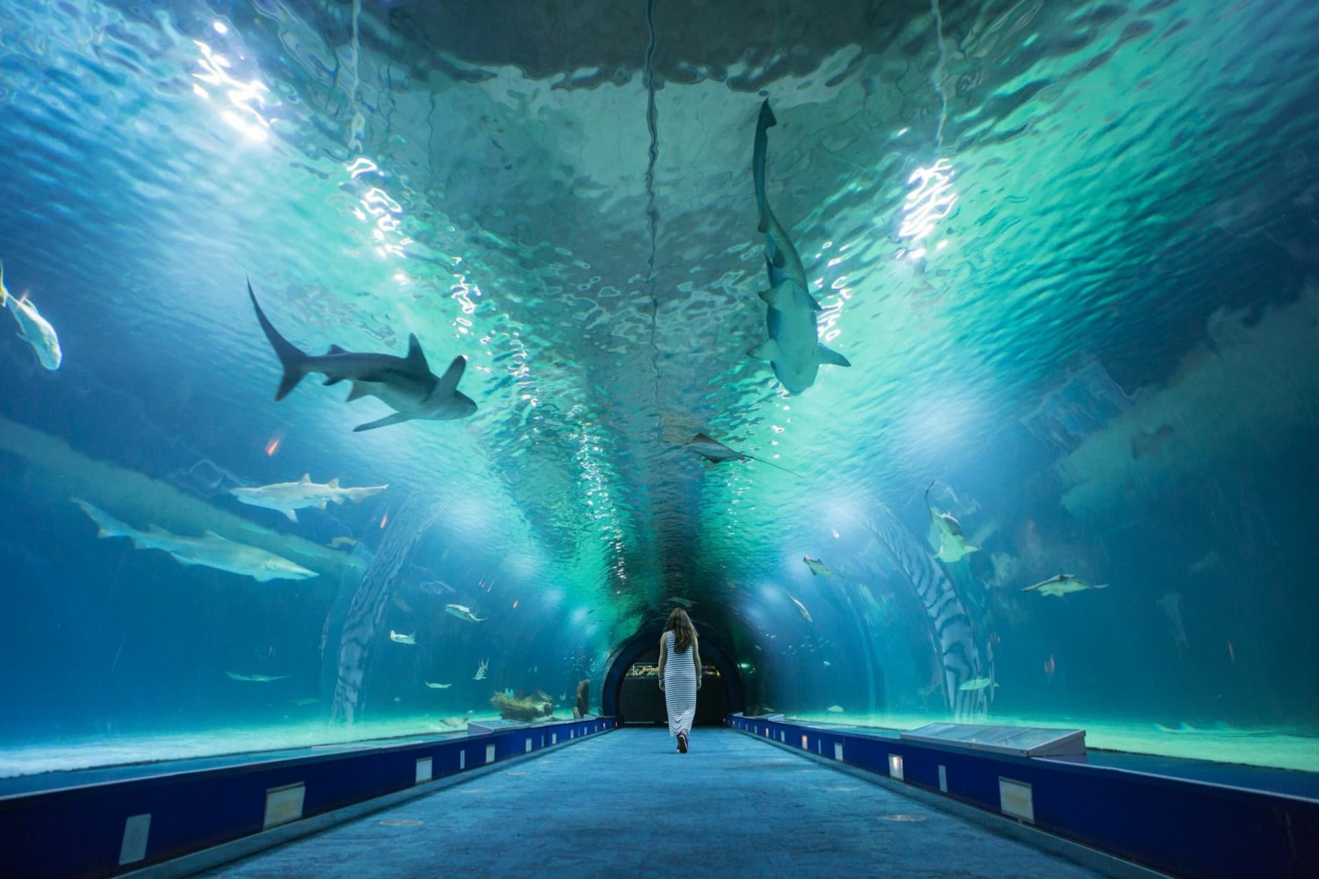 Oceanogràfic de Valencia Ticket - სურათი 2