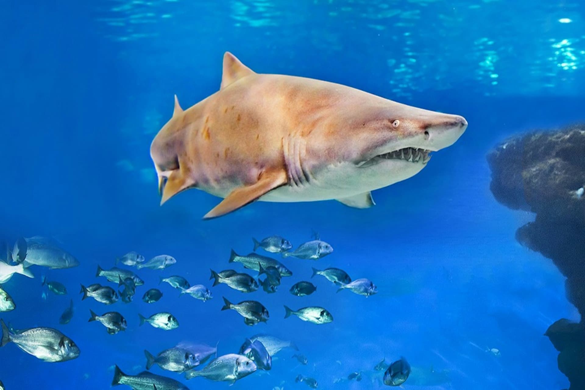 Palma Aquarium: Skip The Line Ticket + Optional 3D Cinema Aquadome - სურათი 5