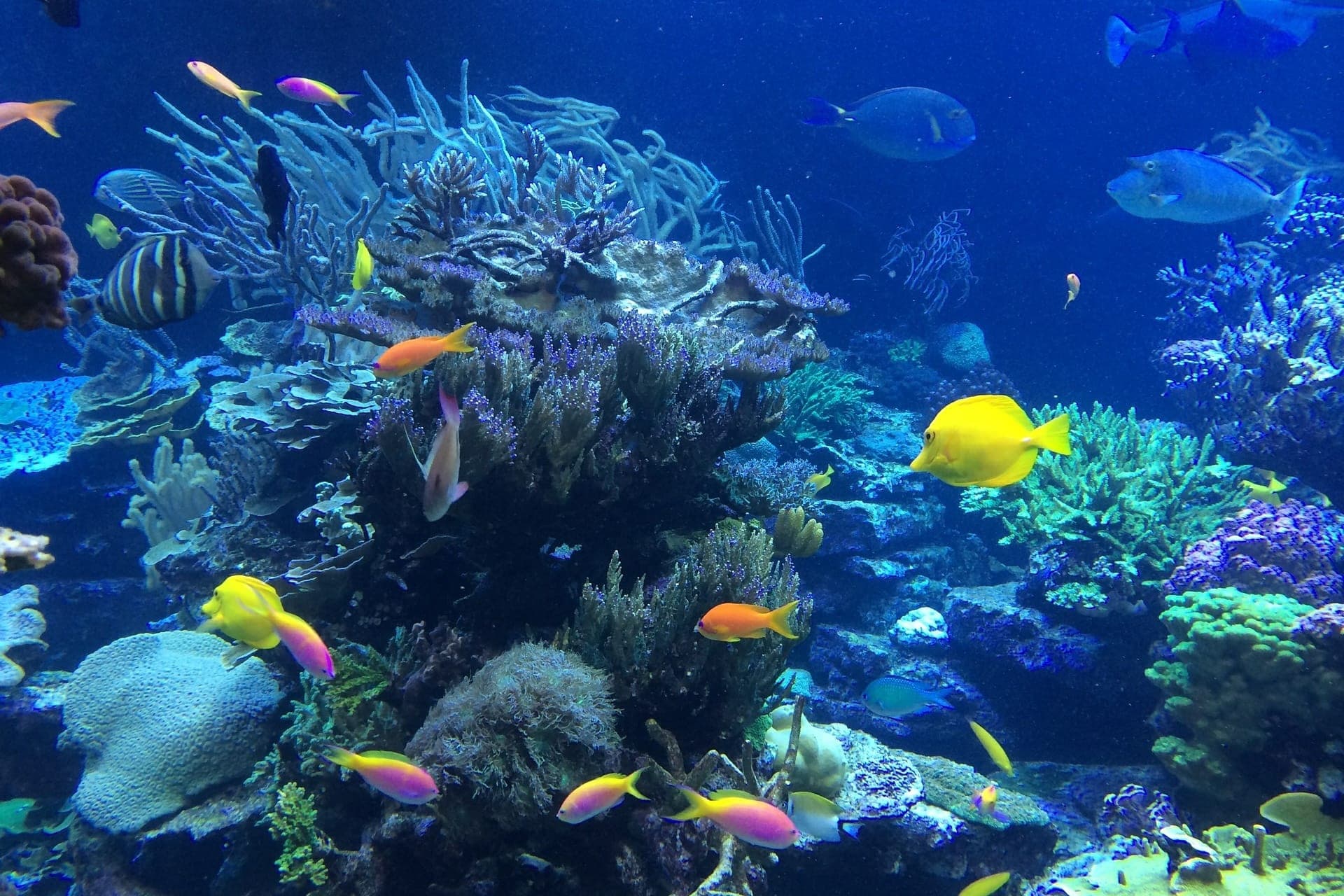 Key West: 3hr Snorkeling Experience with Unlimited Drinks - სურათი 3
