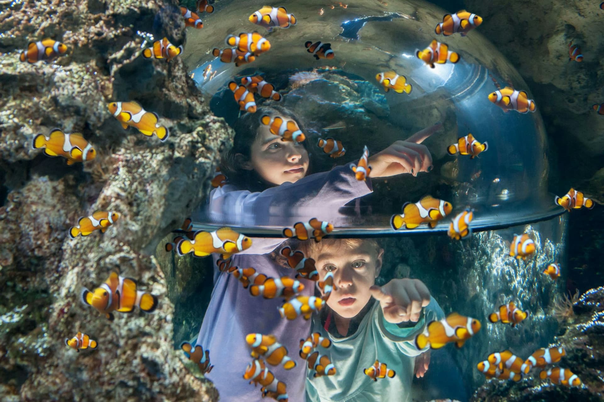 Gardaland SEA LIFE Aquarium Ticket - სურათი 5