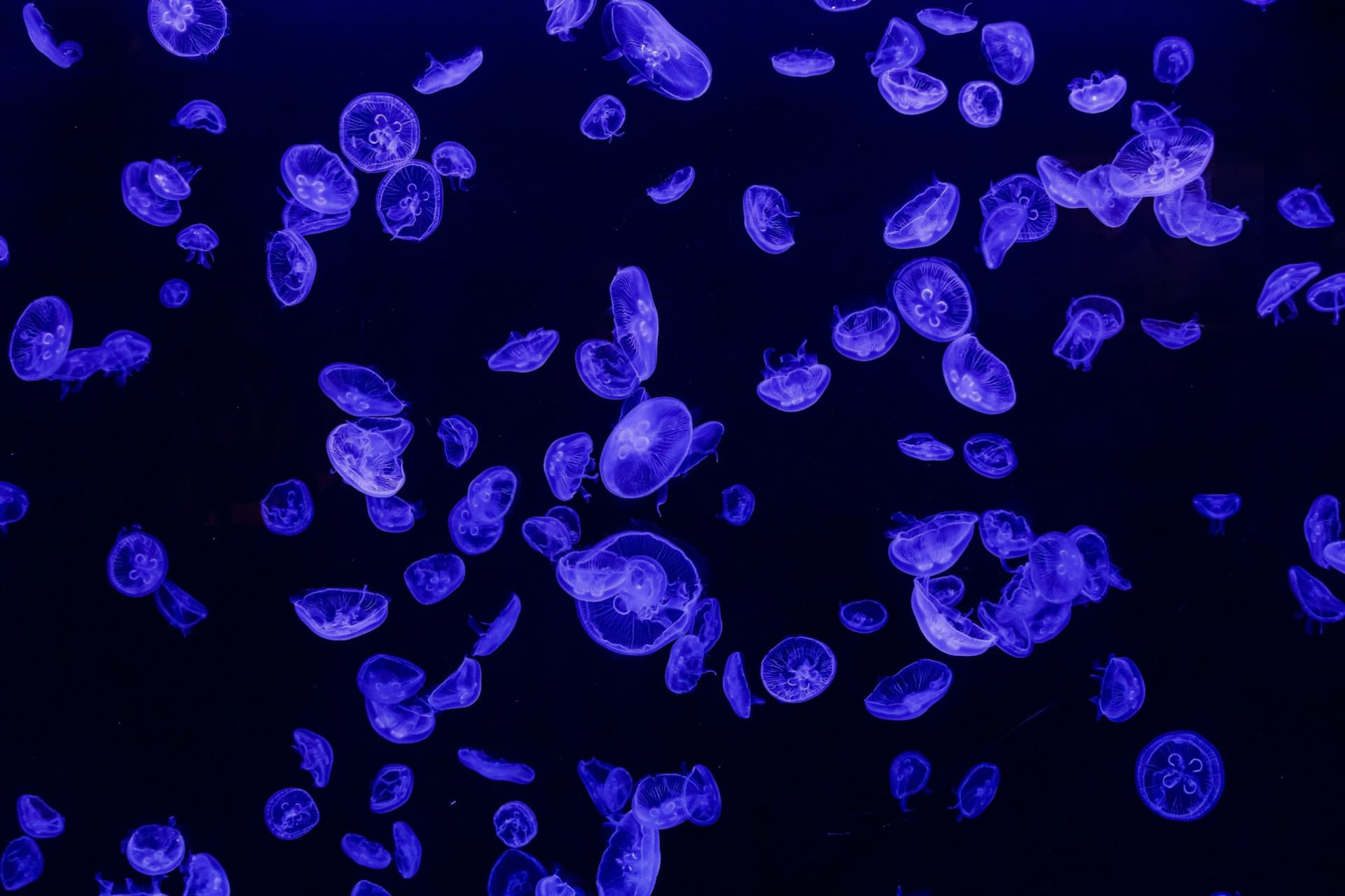 Atlantis Aquarium Madrid Ticket - სურათი 4