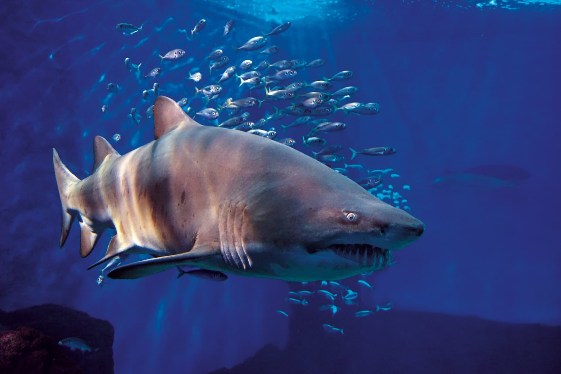 Seville Aquarium Ticket - სურათი 7