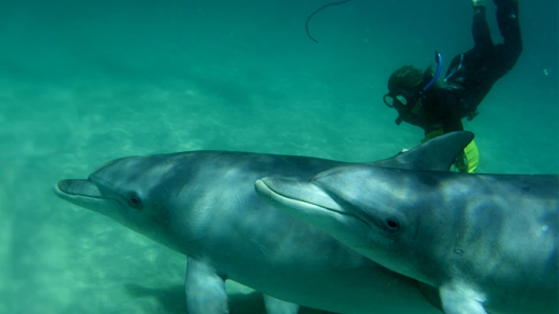 Swim with Wild Dolphins Experience at Rockingham - მთავარი სურათი
